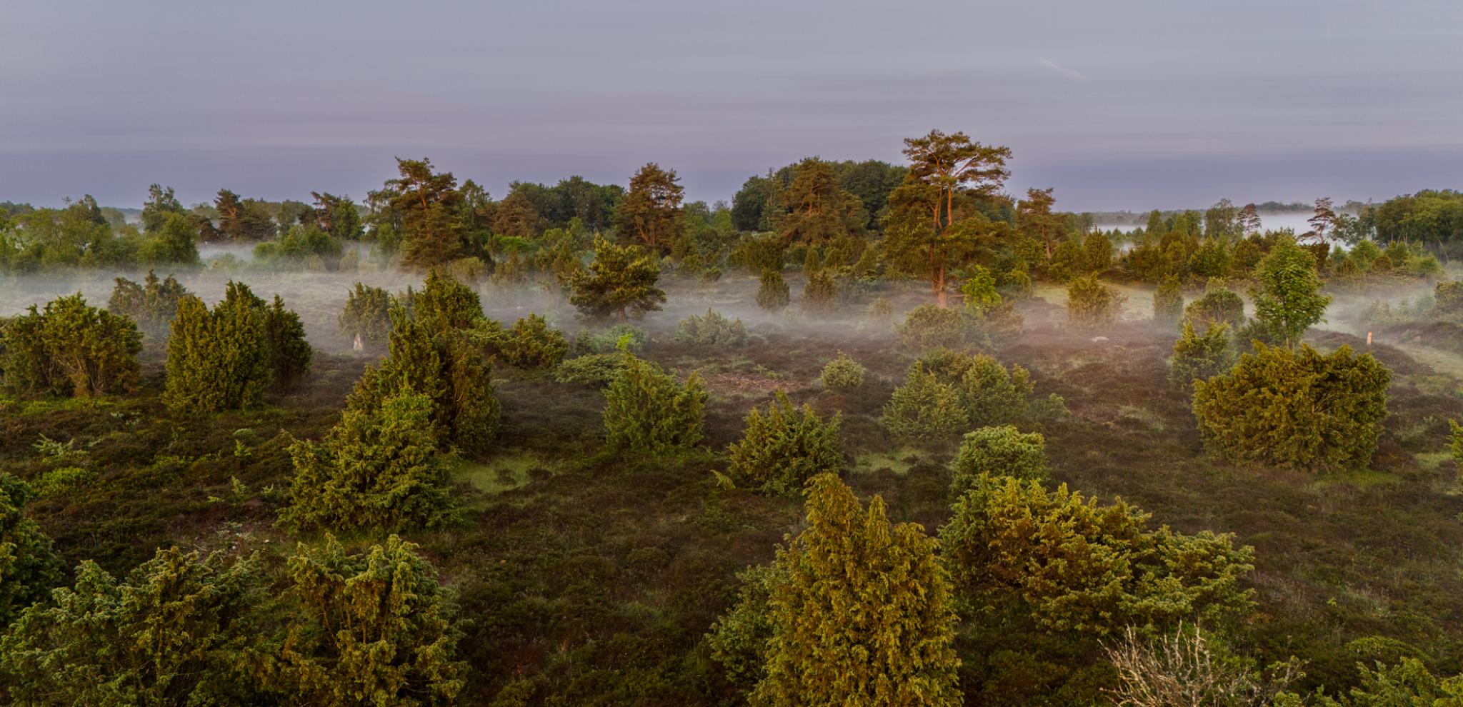 A foggy forest filled with lots of trees.