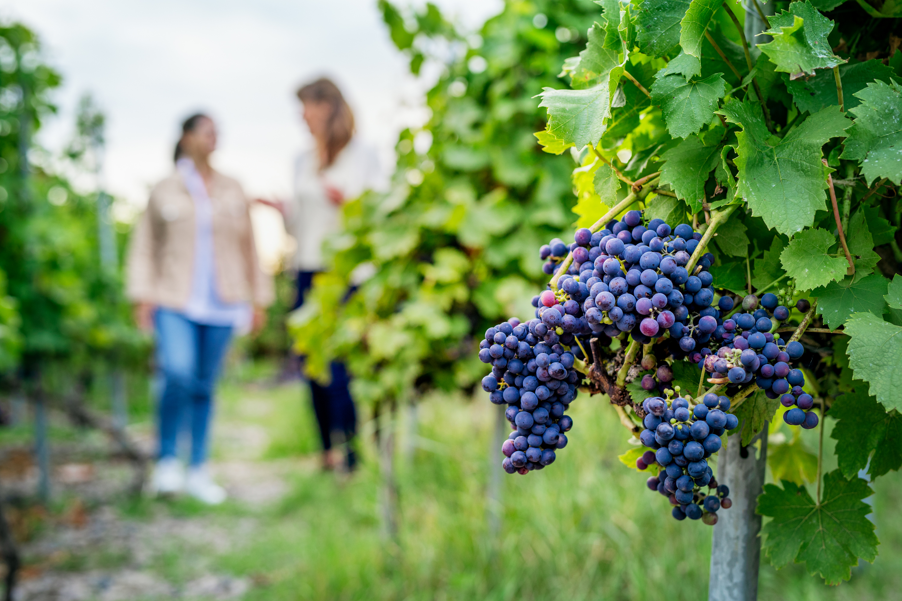 Close-up of dark purple grape clusters hanging on vine with blurred people walking through vineyard in background