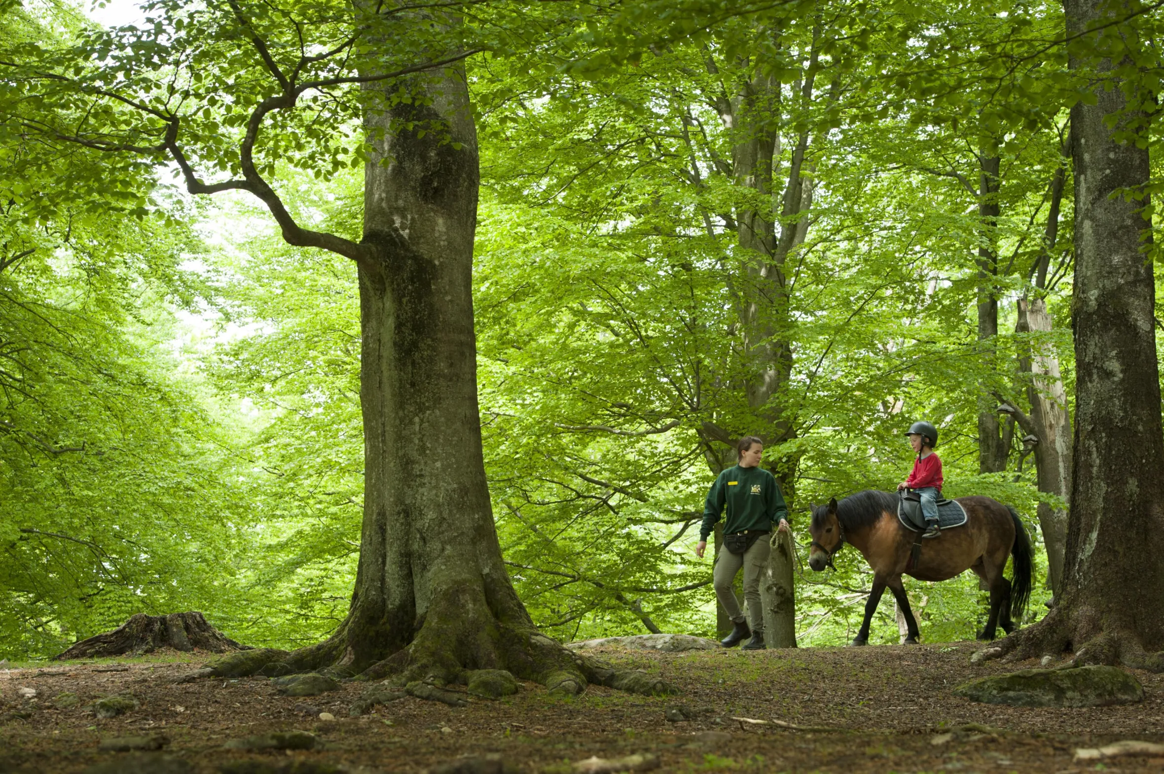 Ausritt im Wald