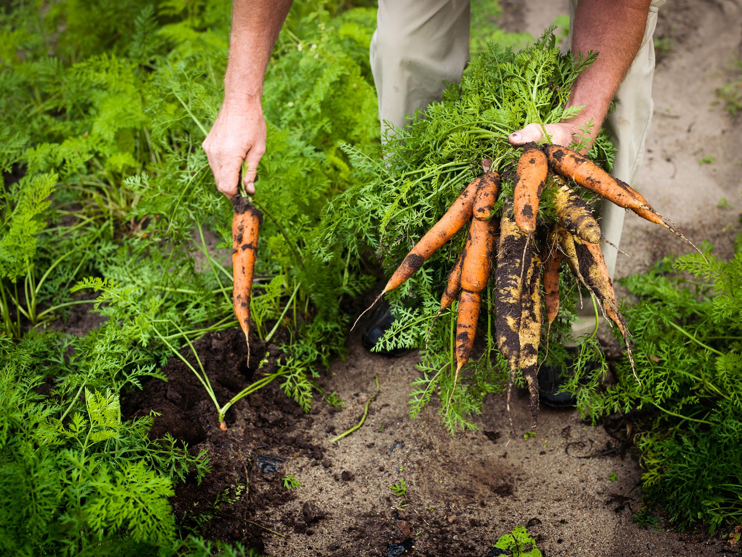 Harvesting carrots