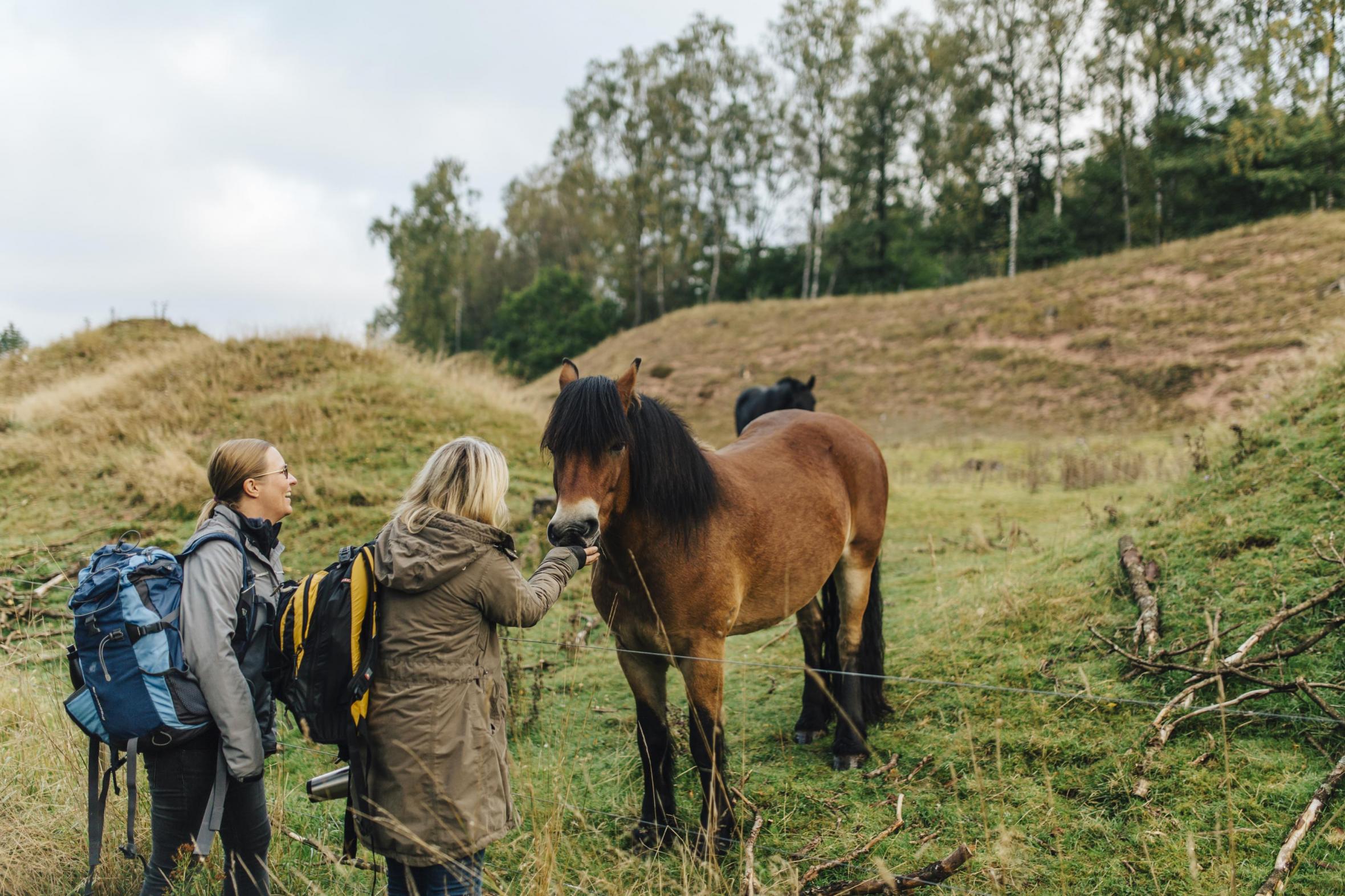 Two women feeding a horse in the countryside