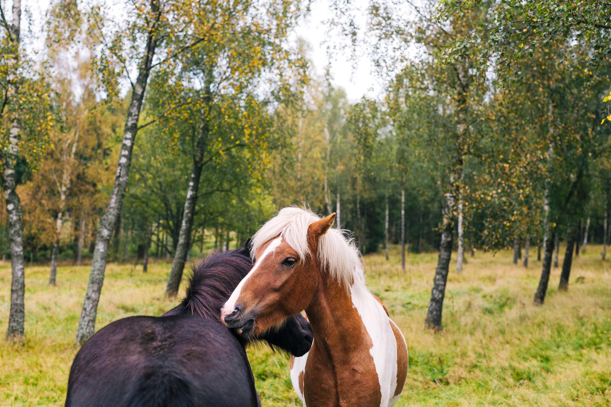 Zwei Pferde beschnuppern sich in einem Birkenwald.