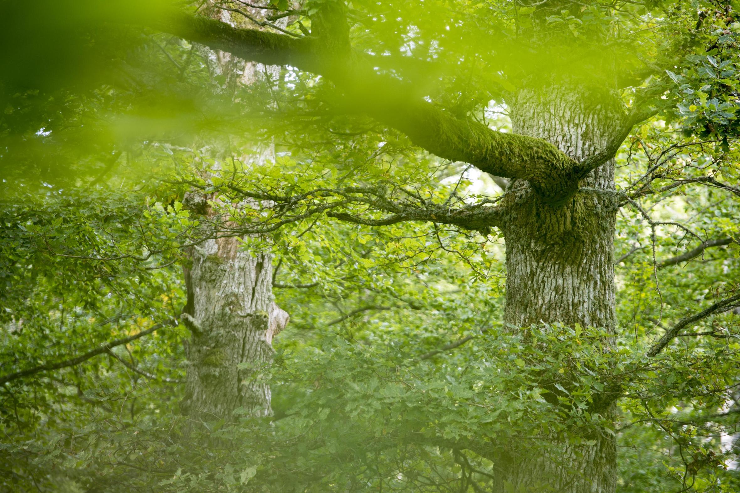 Trädstammar som syns genom gröna lövverk