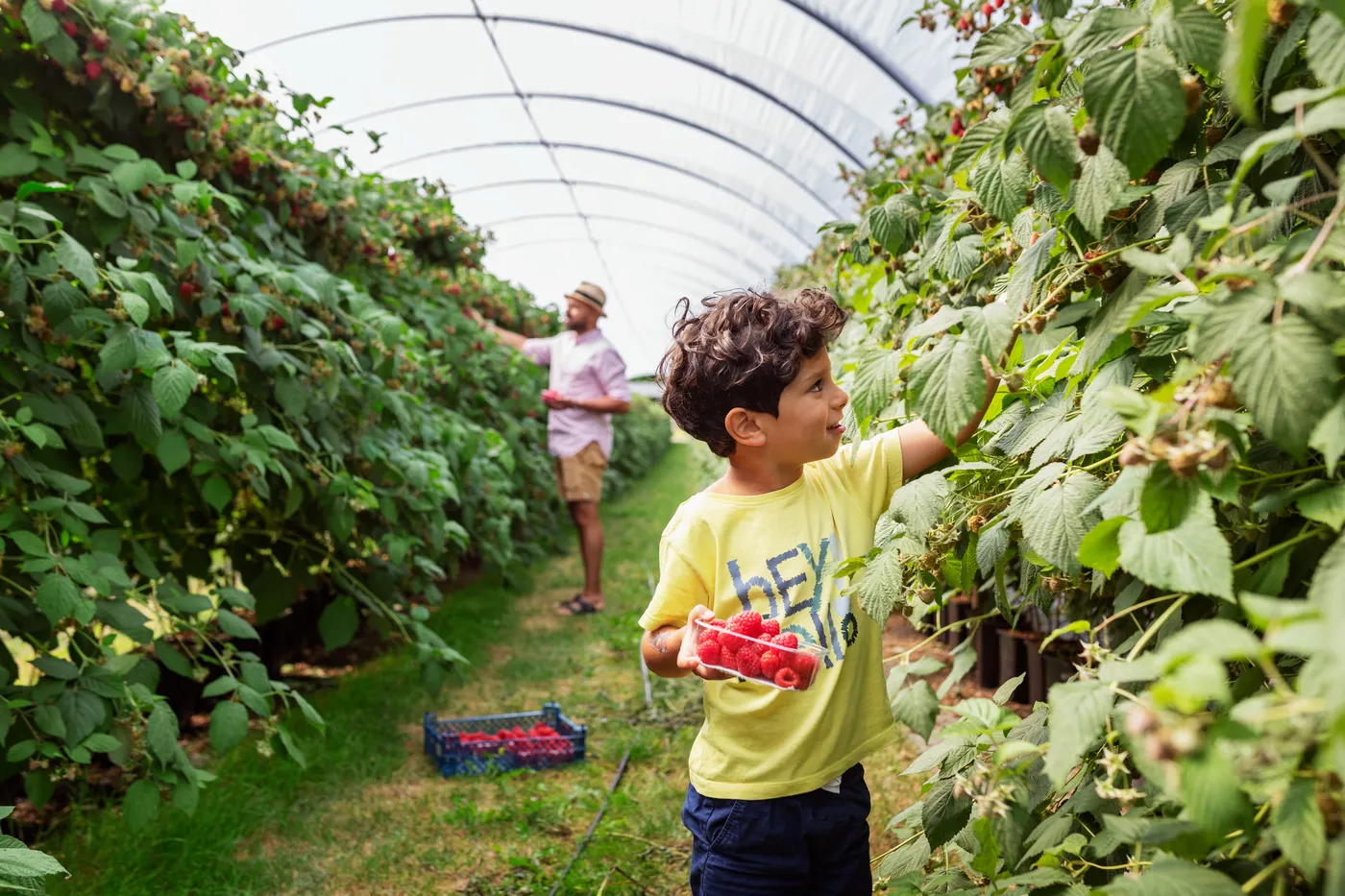 Boy in yellow t-shirt picks berries in a farmhouse tunnel