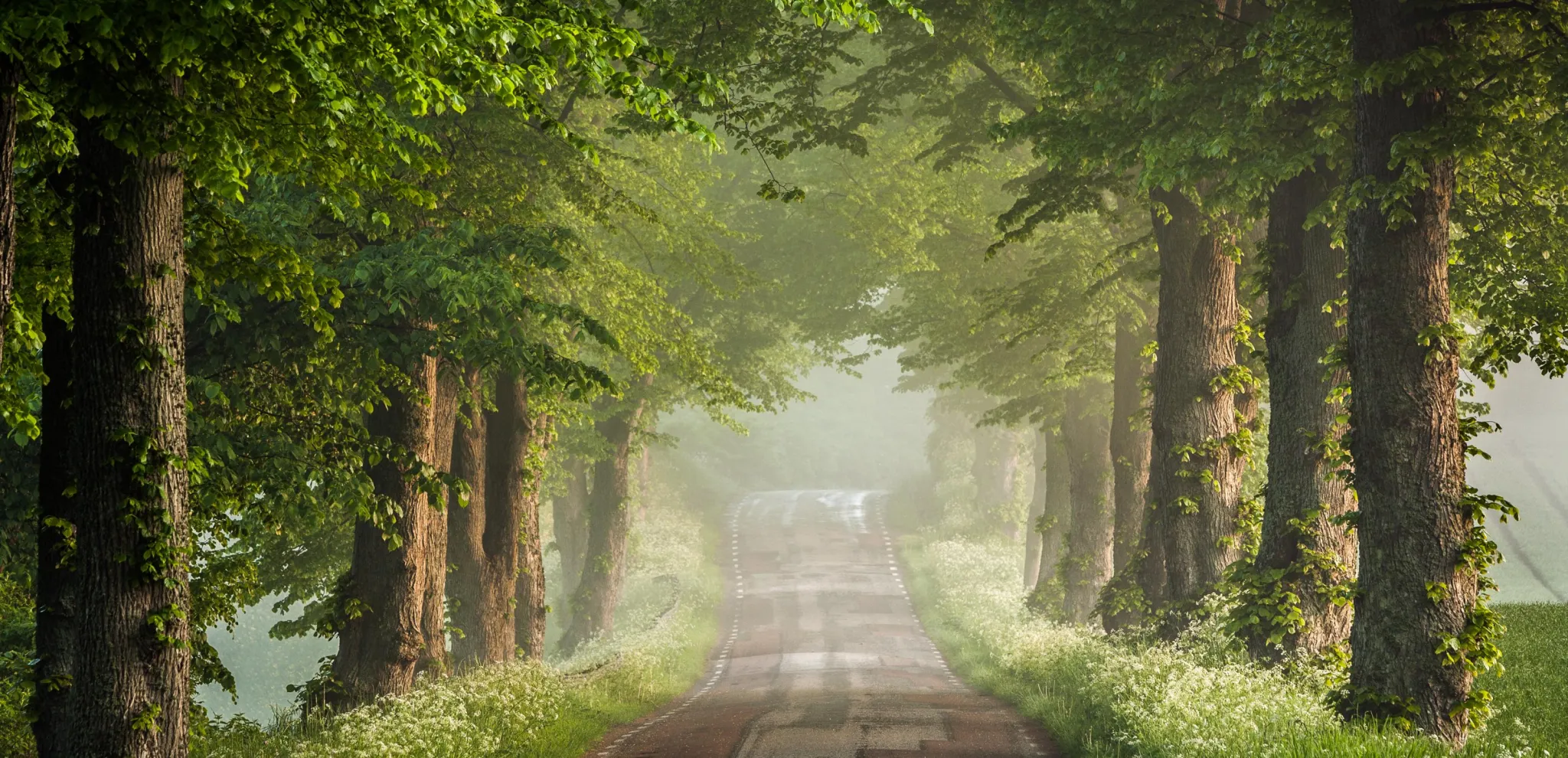 Tree-lined avenue on the countryside in early summer