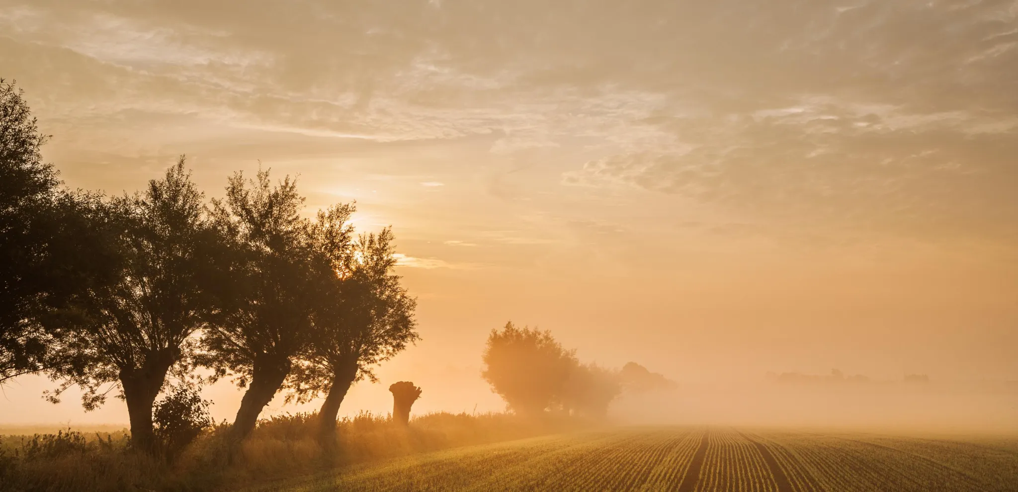 Willows in morning fog on a field