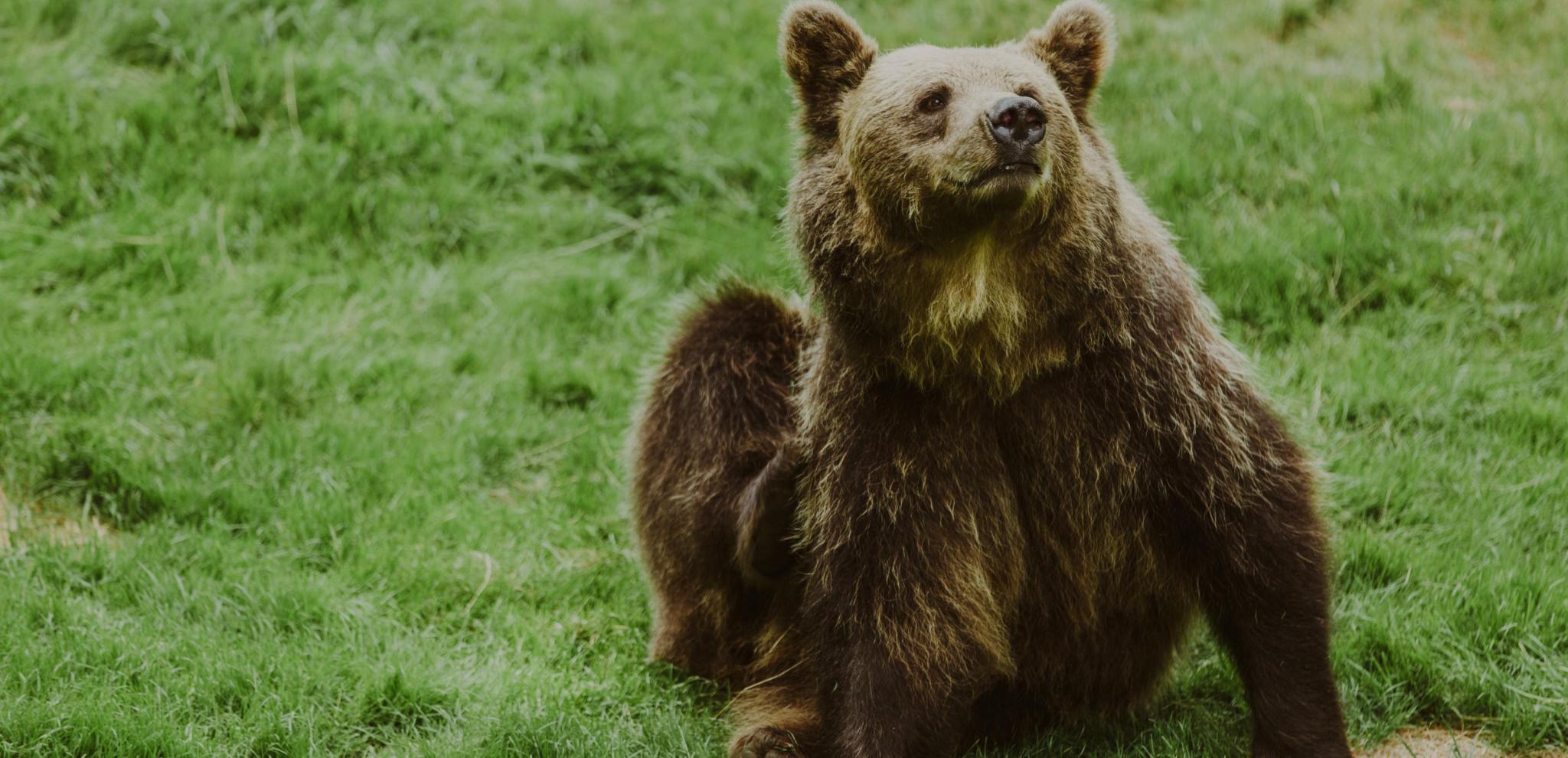 Watch bears up close at Skånes Djurpark
