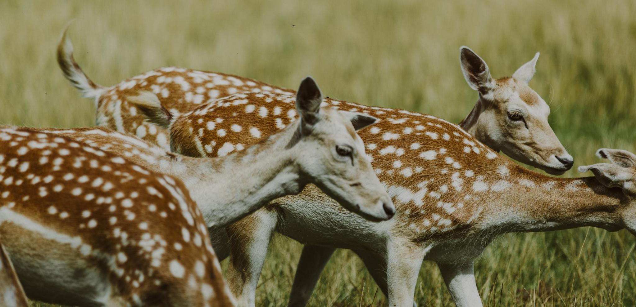 Four white tail deer grazing at Skånes Djurpark