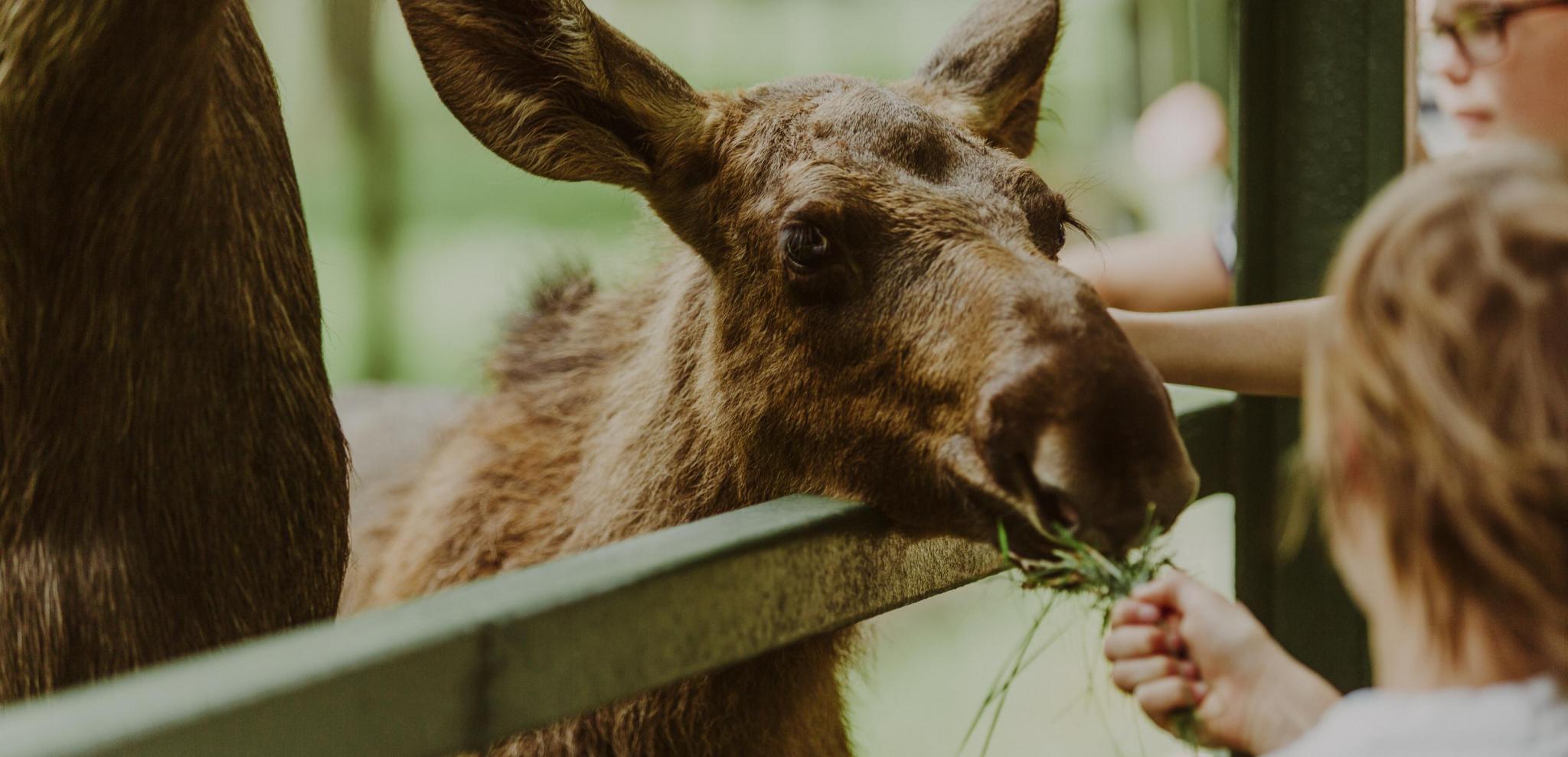 Children feed a elk calf at Skånes Djurpark
