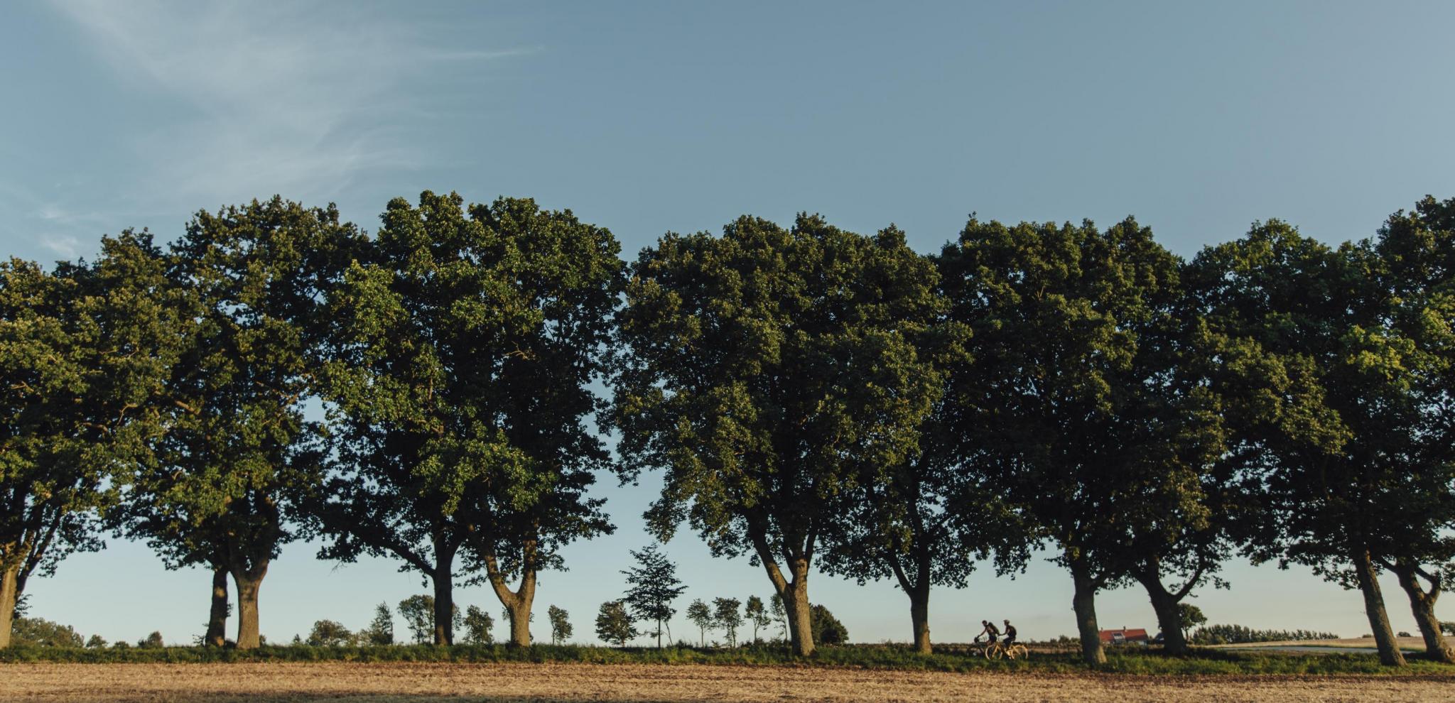 Cykeltur genom trädallé i Skåne