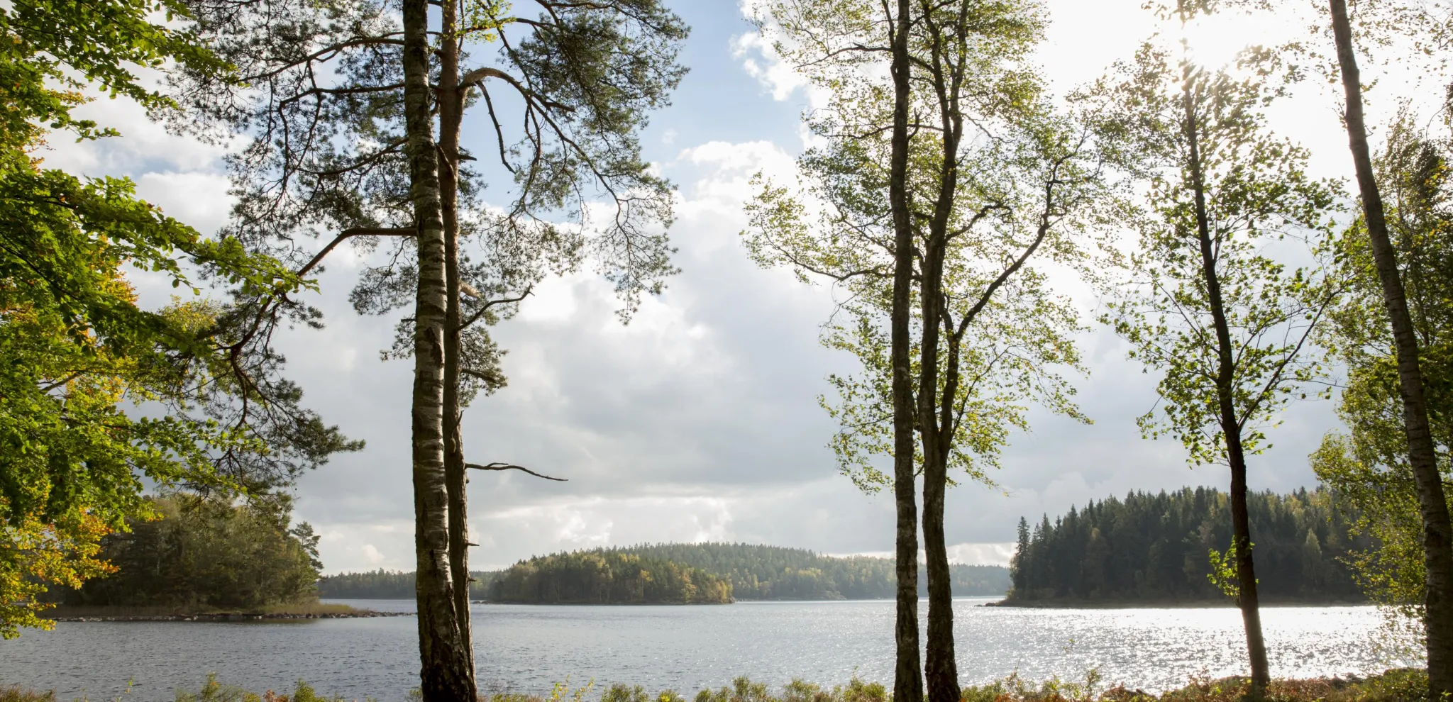 Lake Immeln through a forest of large birch trees