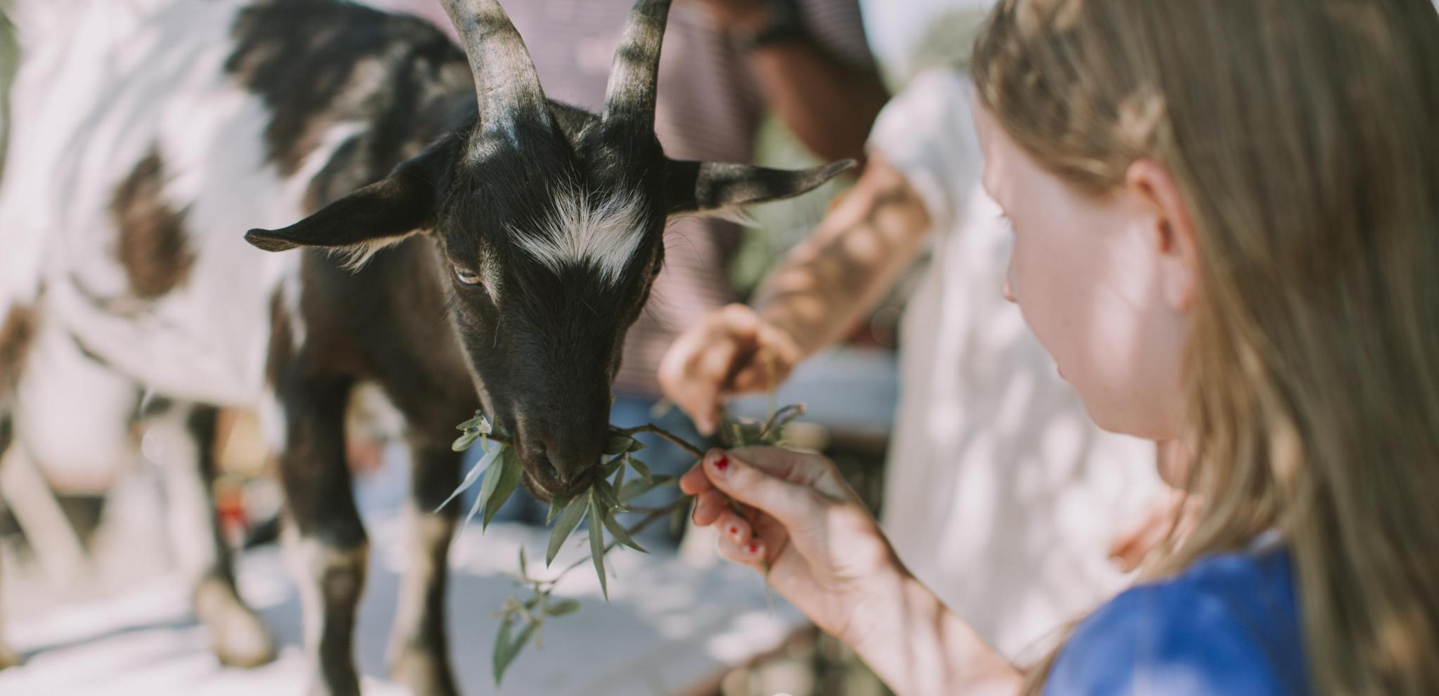 Girl feeding a carrot to a goat