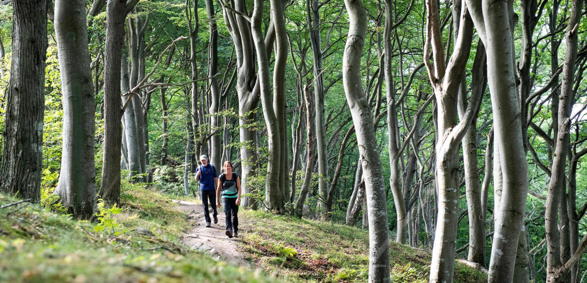 A couple hiking in Kullaberg nature reserve souronded by tall trees
