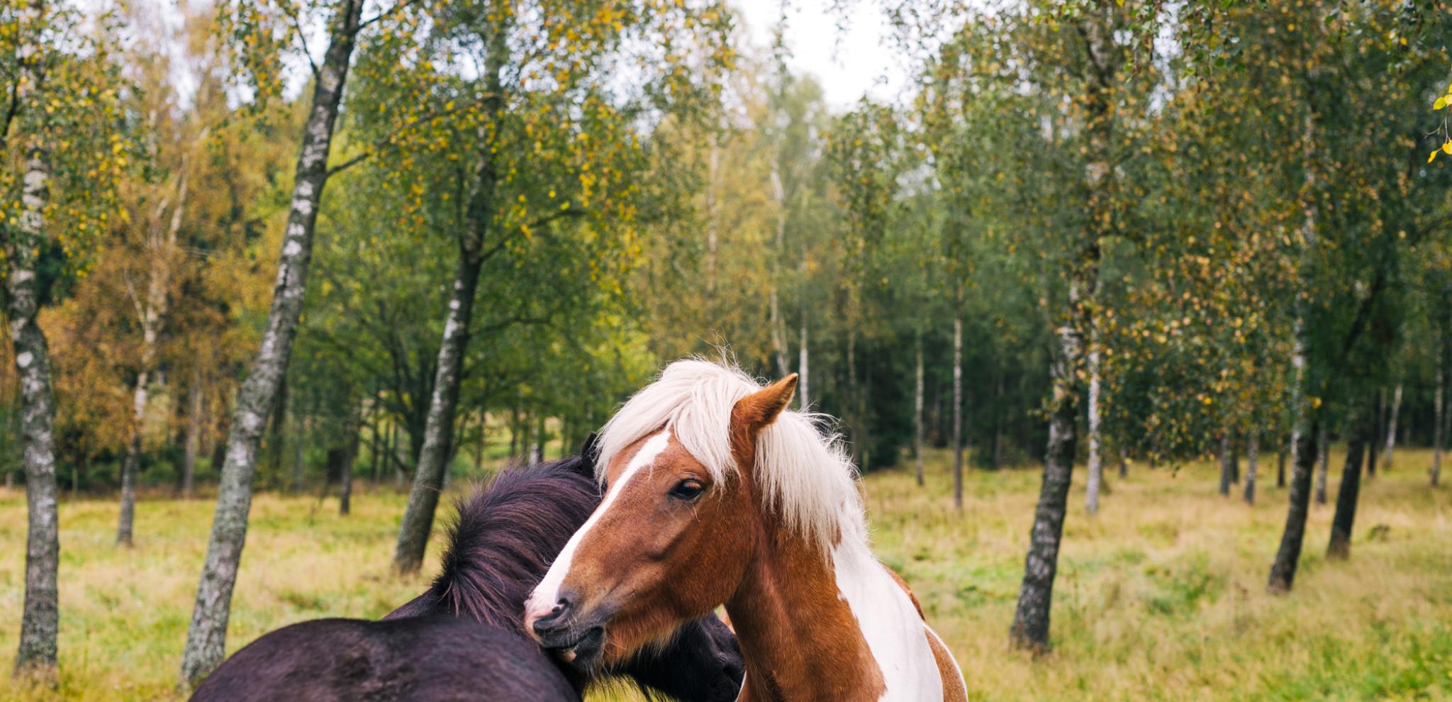 Two Horses hugging in a birch woodland