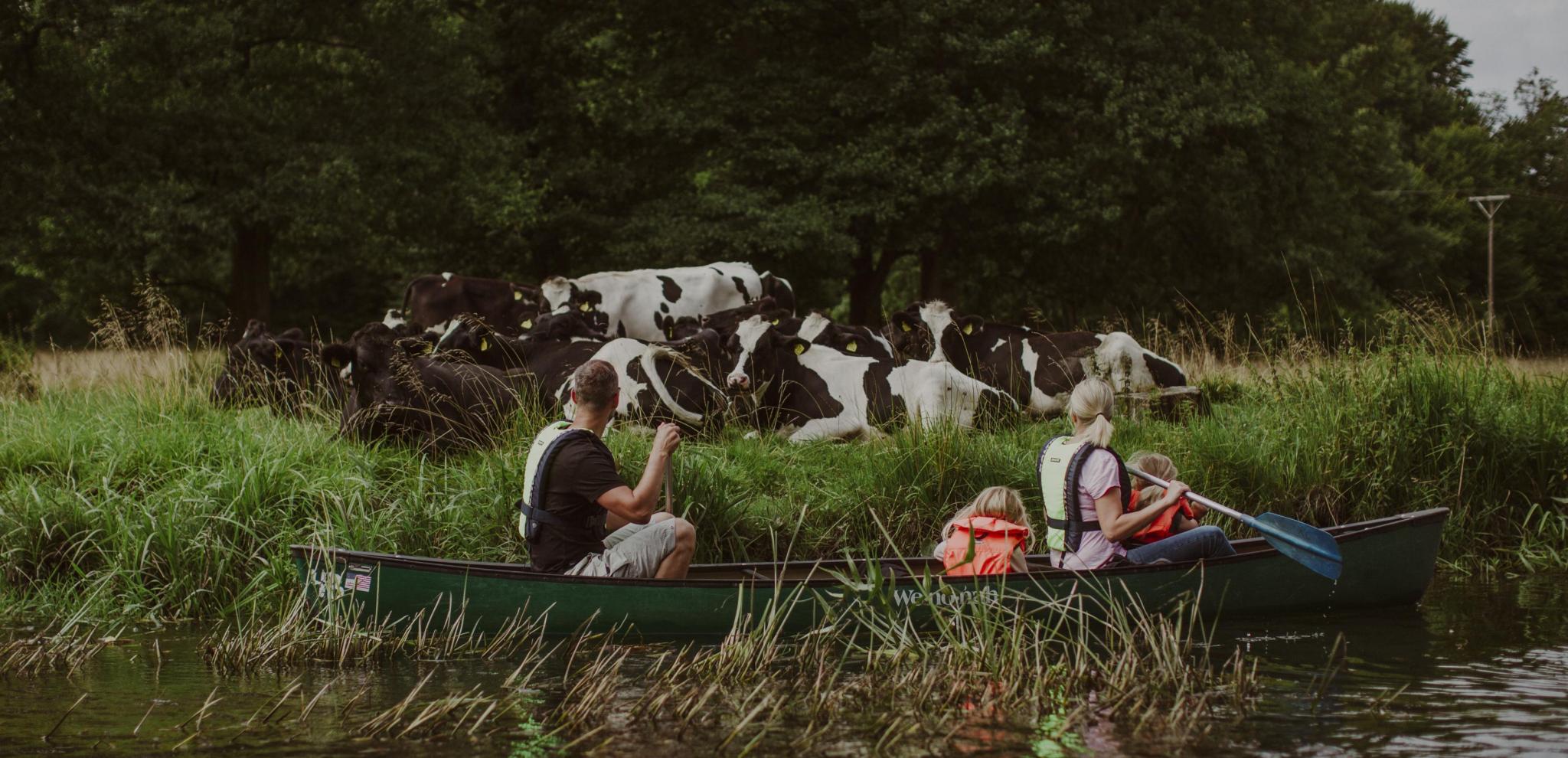 Canoers going through marshland looking at cows grazing 
