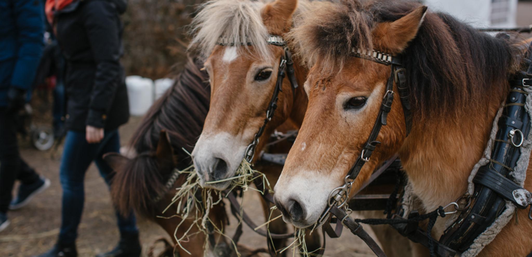 Three brown ponies eating hay
