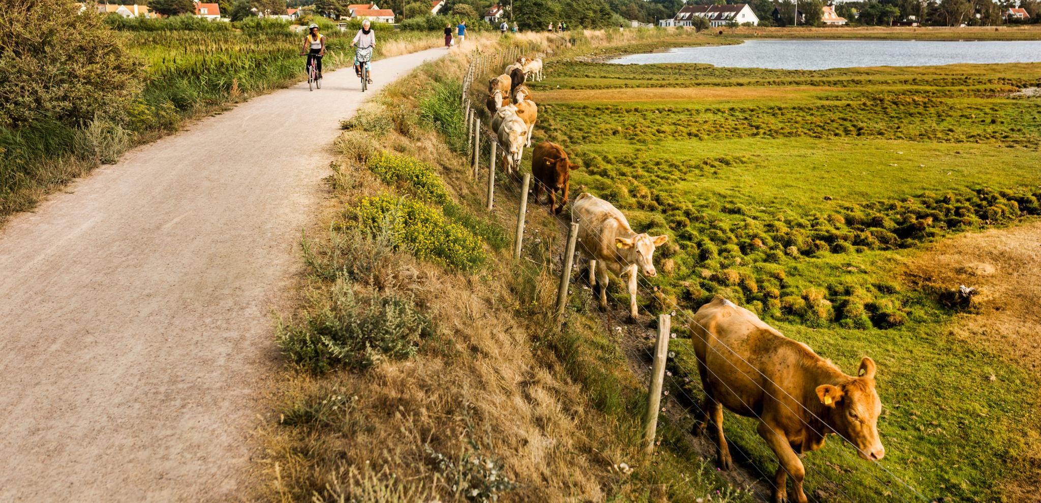 Two women are cycling on a gravel road with cows walking in a line grazing