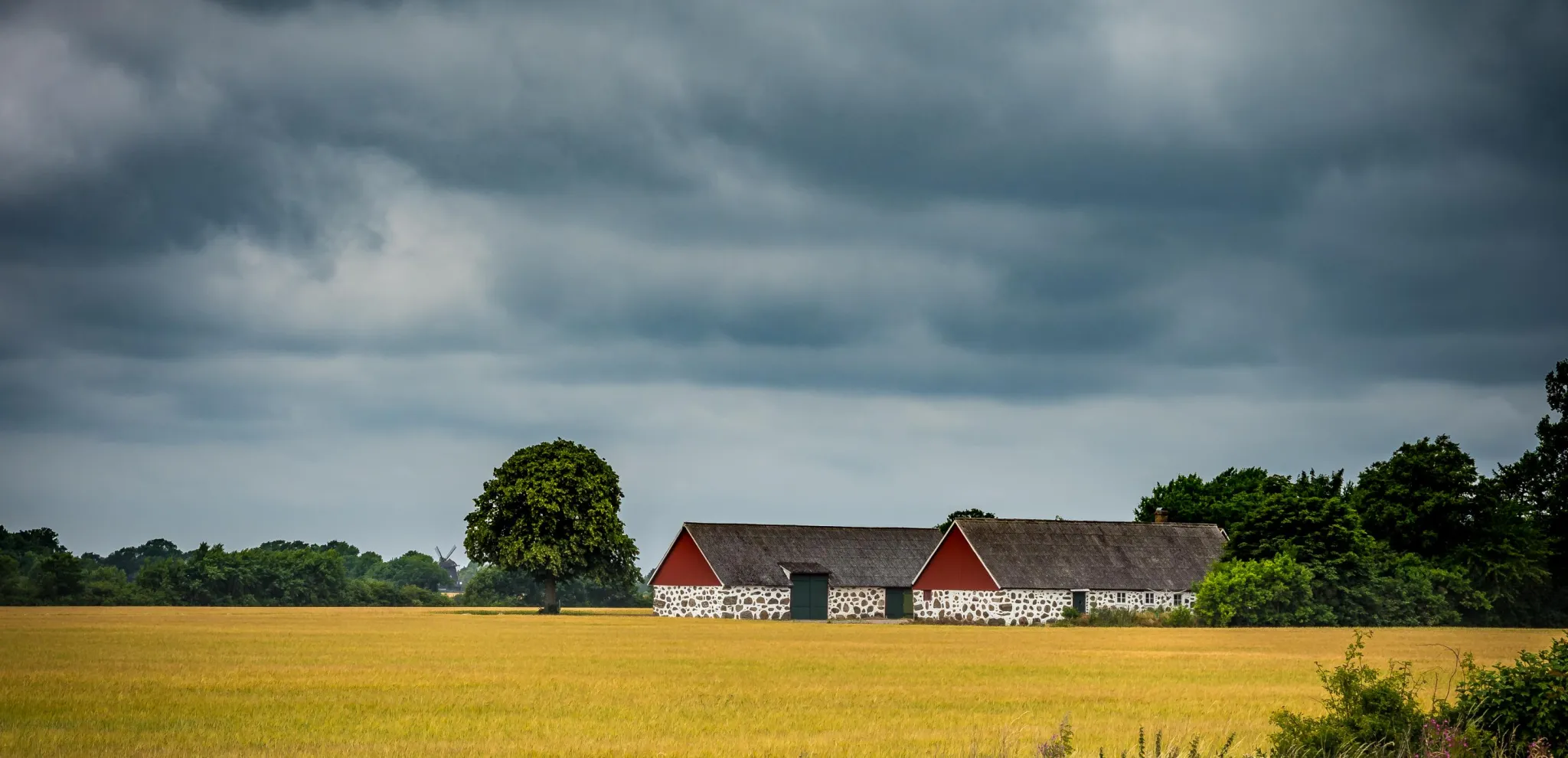 Canola field at Österlen 