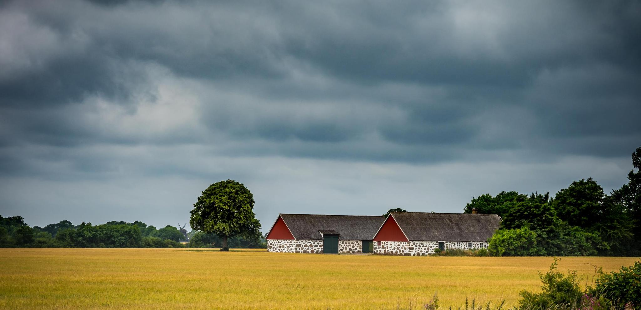 Canola field at Österlen