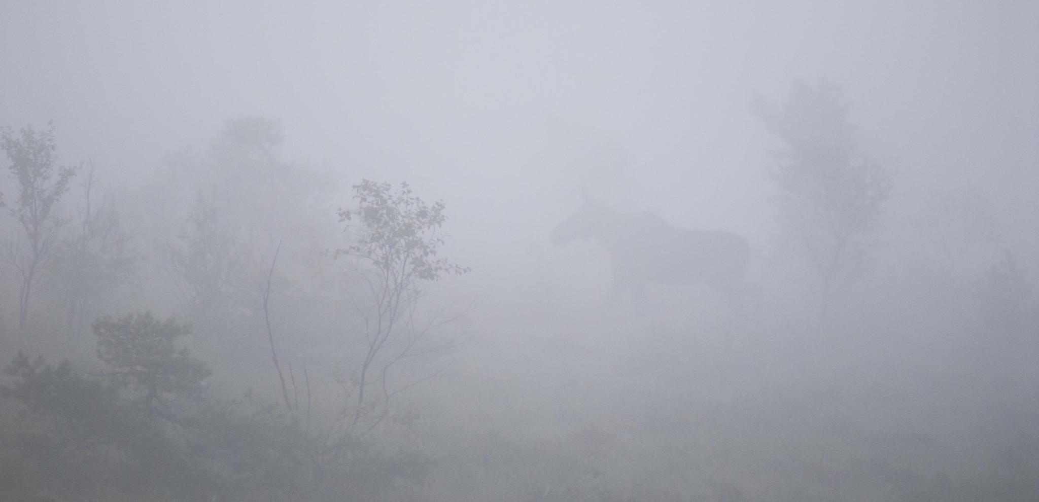 En älg vandrar igenom en dimmig skog i Djurholmen