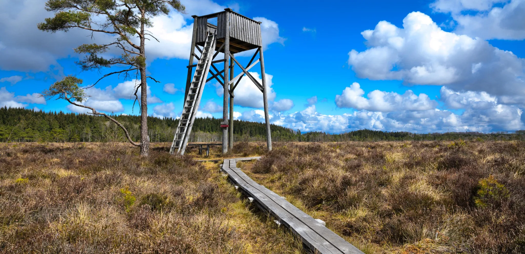 Ett jakttorn står intill en tall i Djurholmen med skog i bakgrunden 