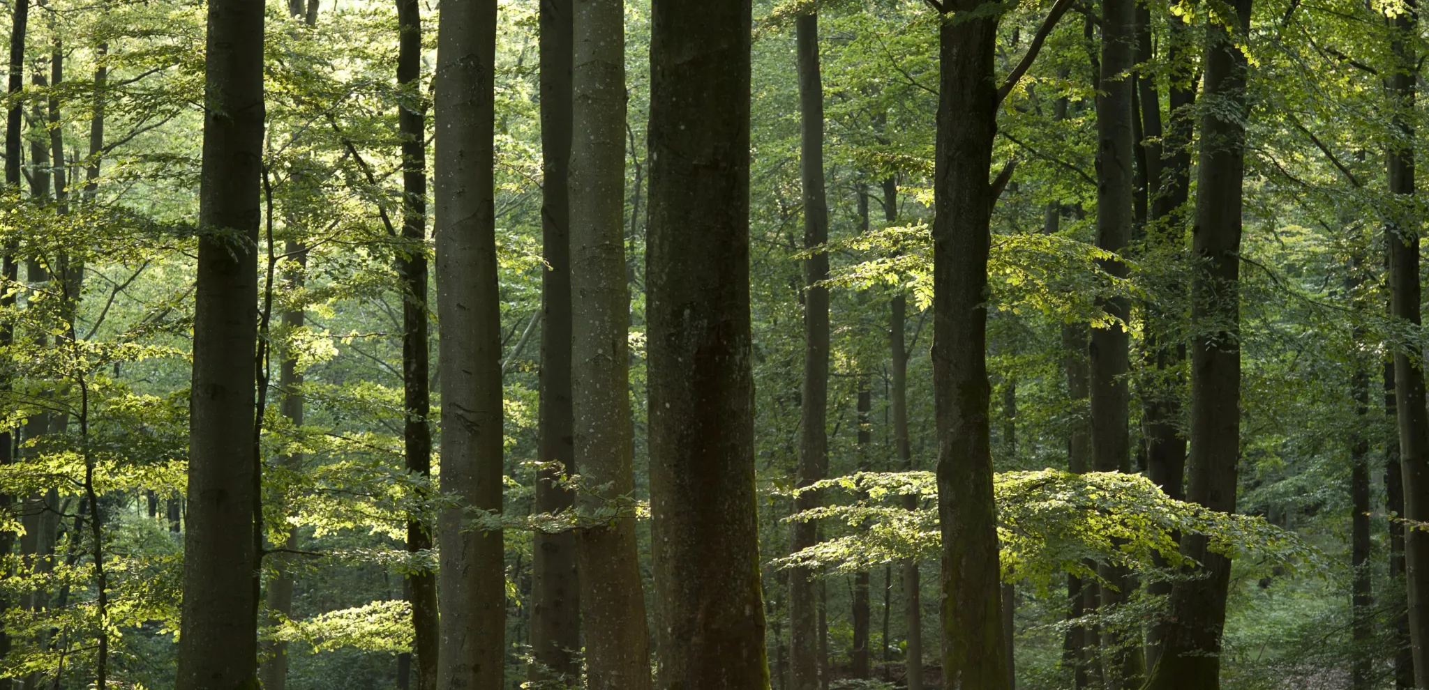 En vy djupt inne den täta och frodiga bokskogen i Djurholmen