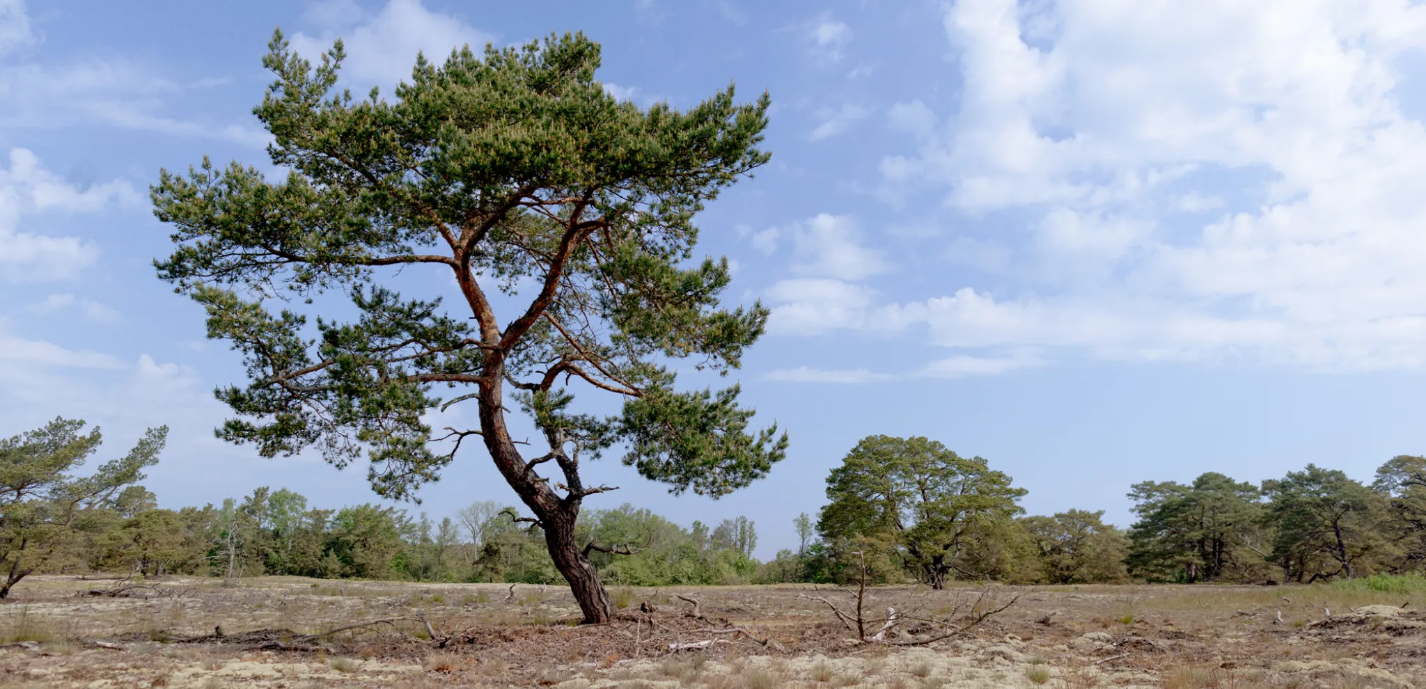 Old tree in Friseboda
