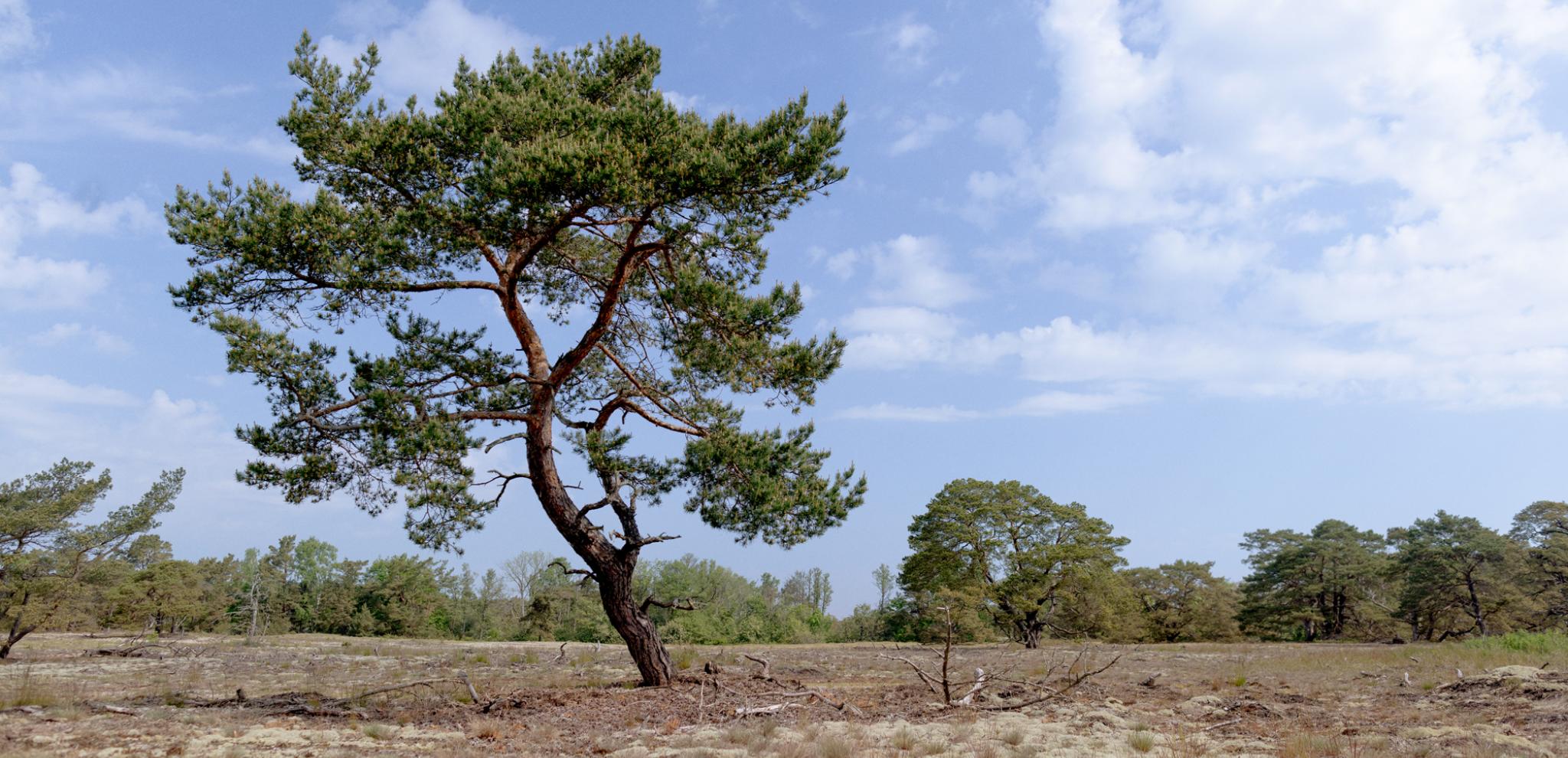 Old tree in Friseboda