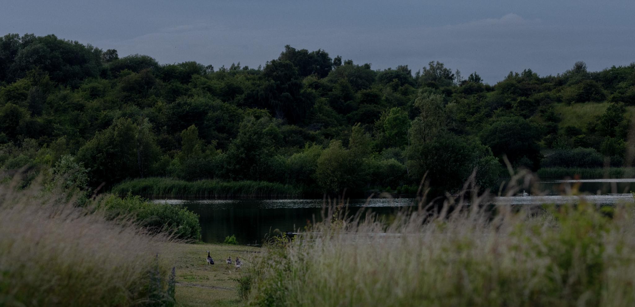Grass and ducks by the Arrie lake