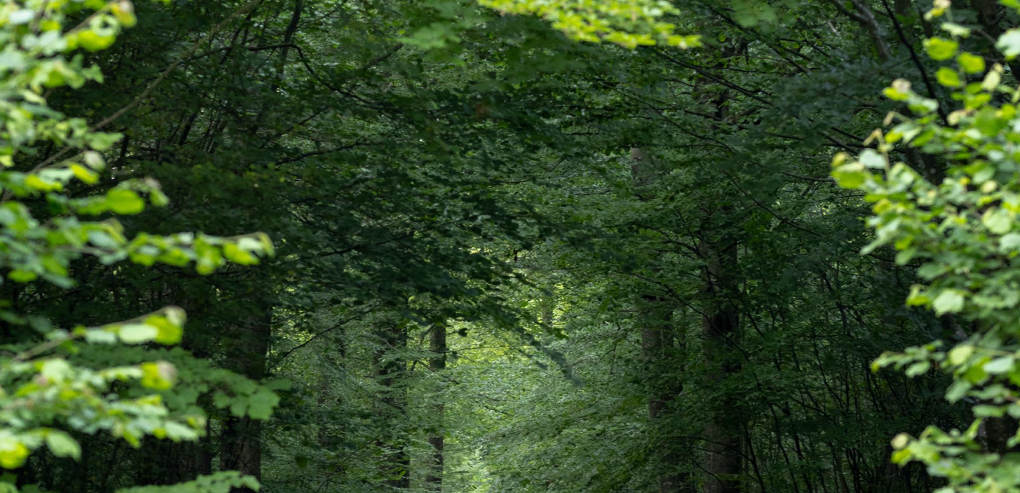 Path tha leads into deep forrest