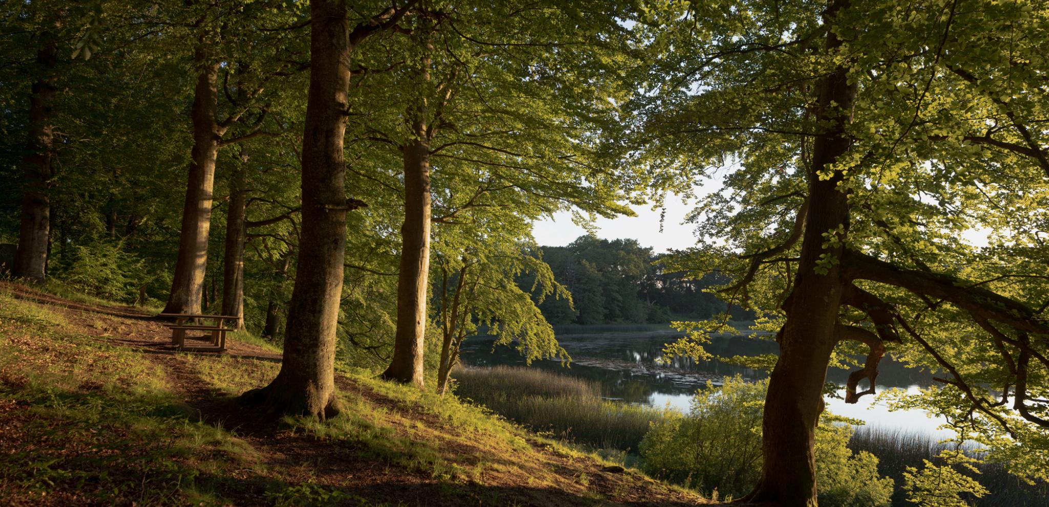 Trees by lake Krageholm