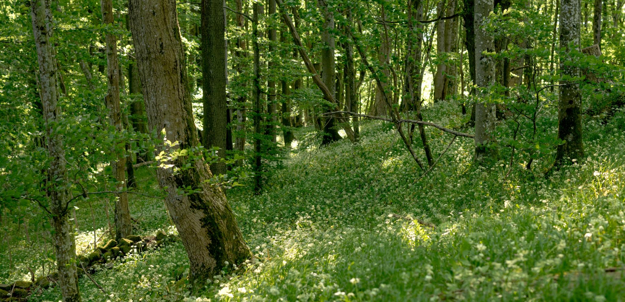 A lush green forest filled with lots of trees