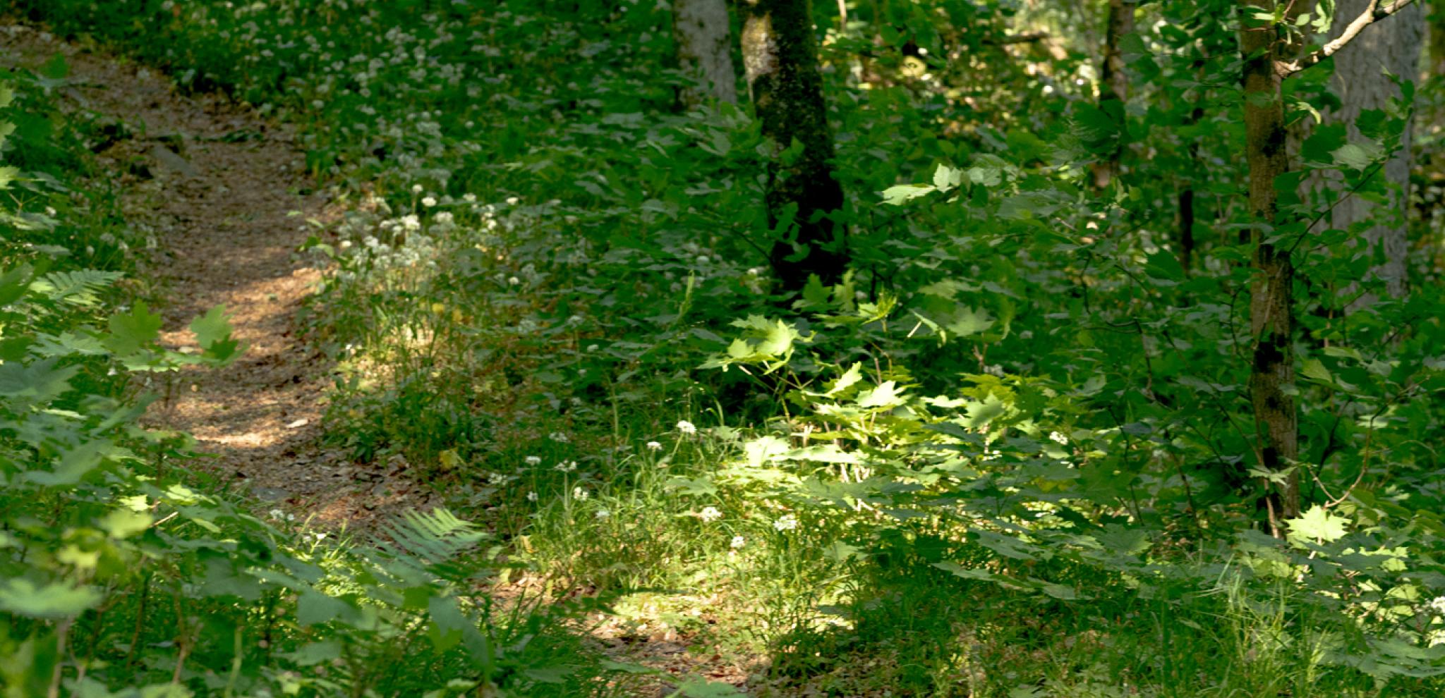 A path in the middle of a forest with lots of trees