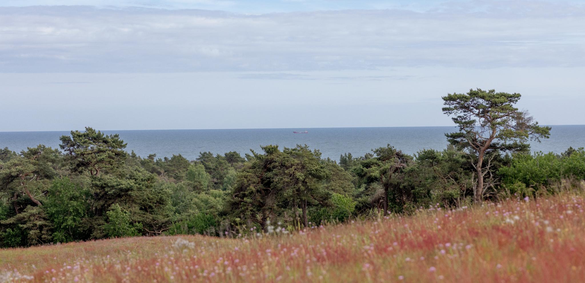 A grassy field with trees and water in the background
