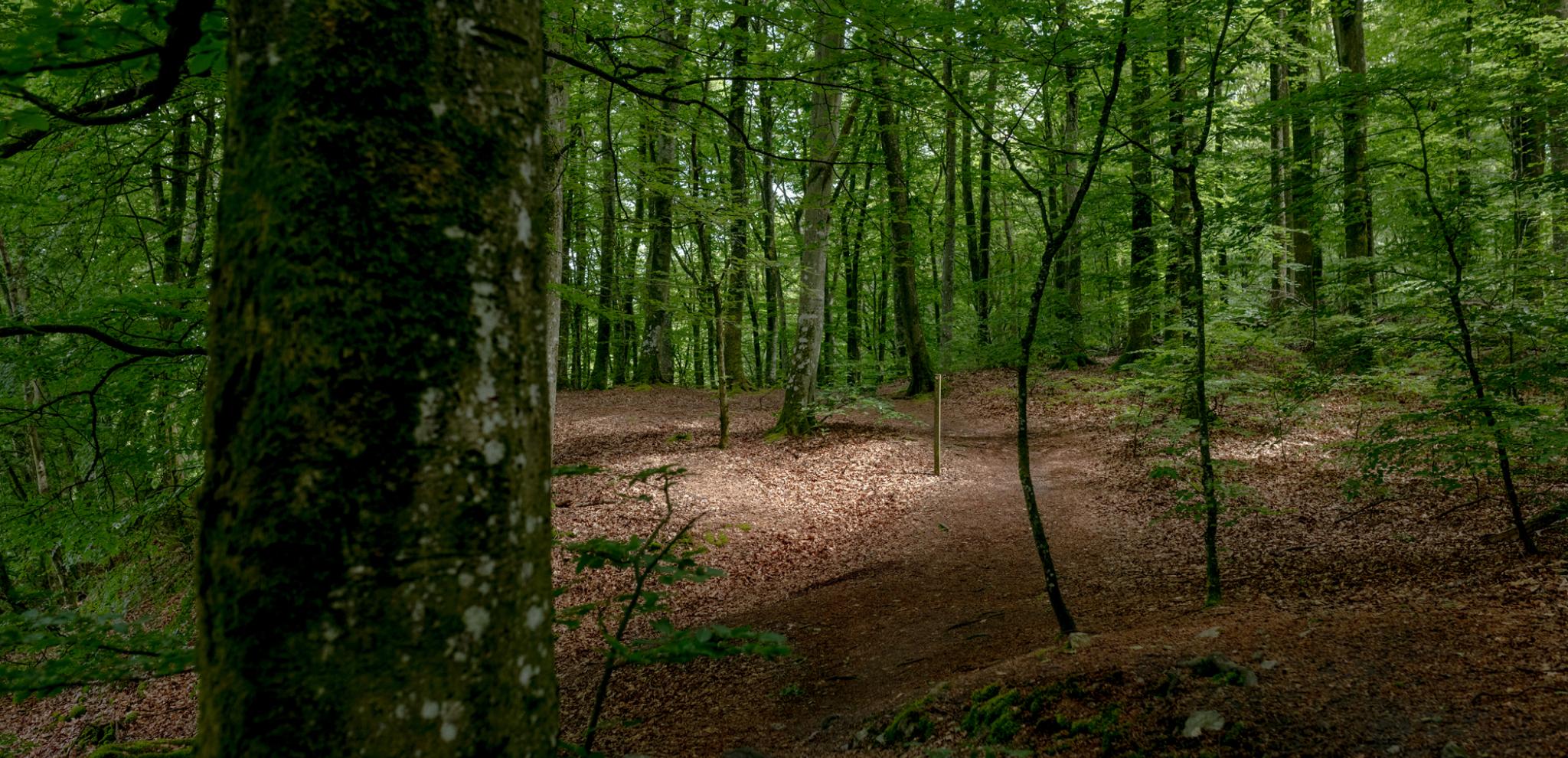 Subtle light in woods