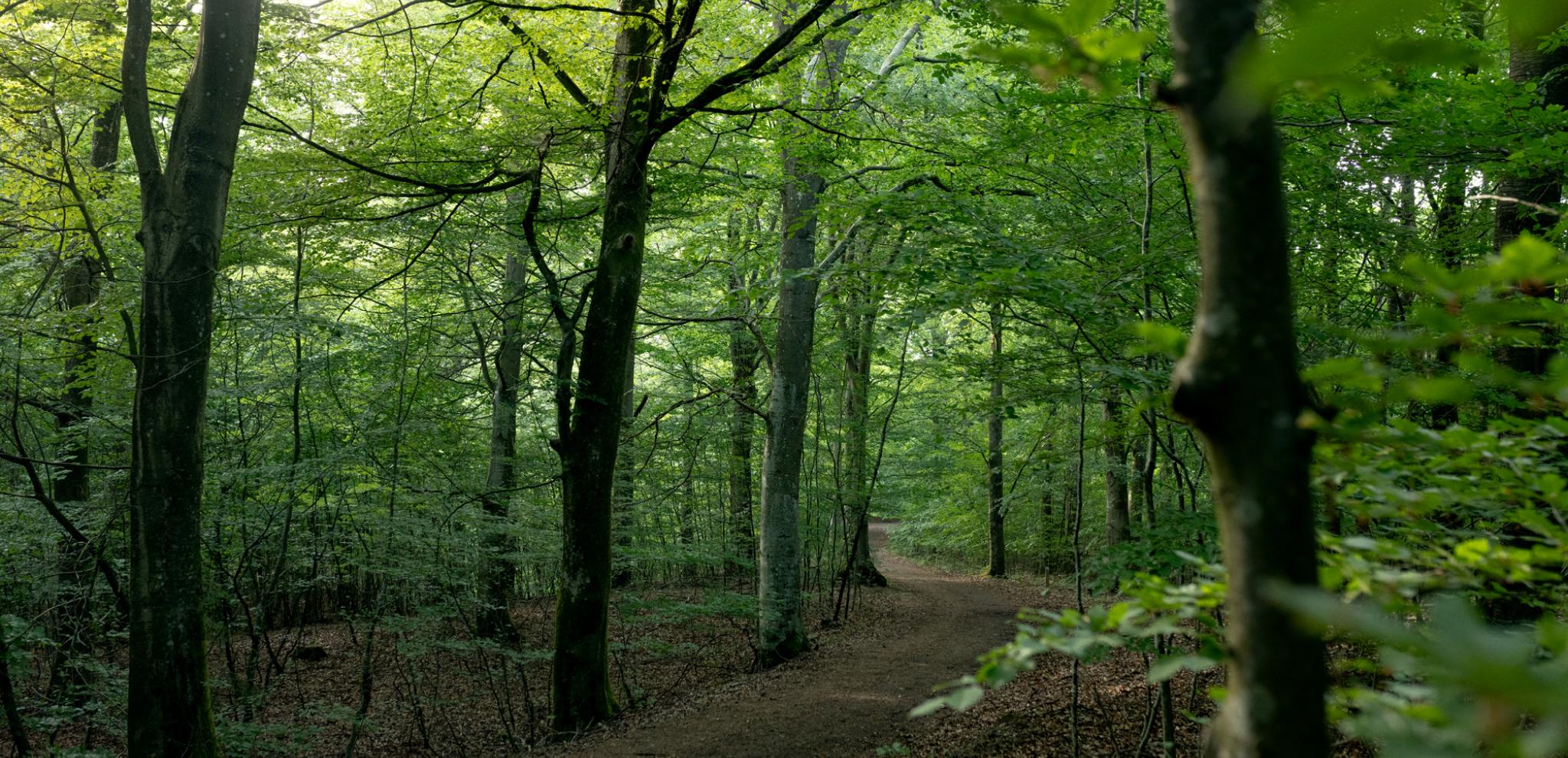 Green forest by Svaneholm