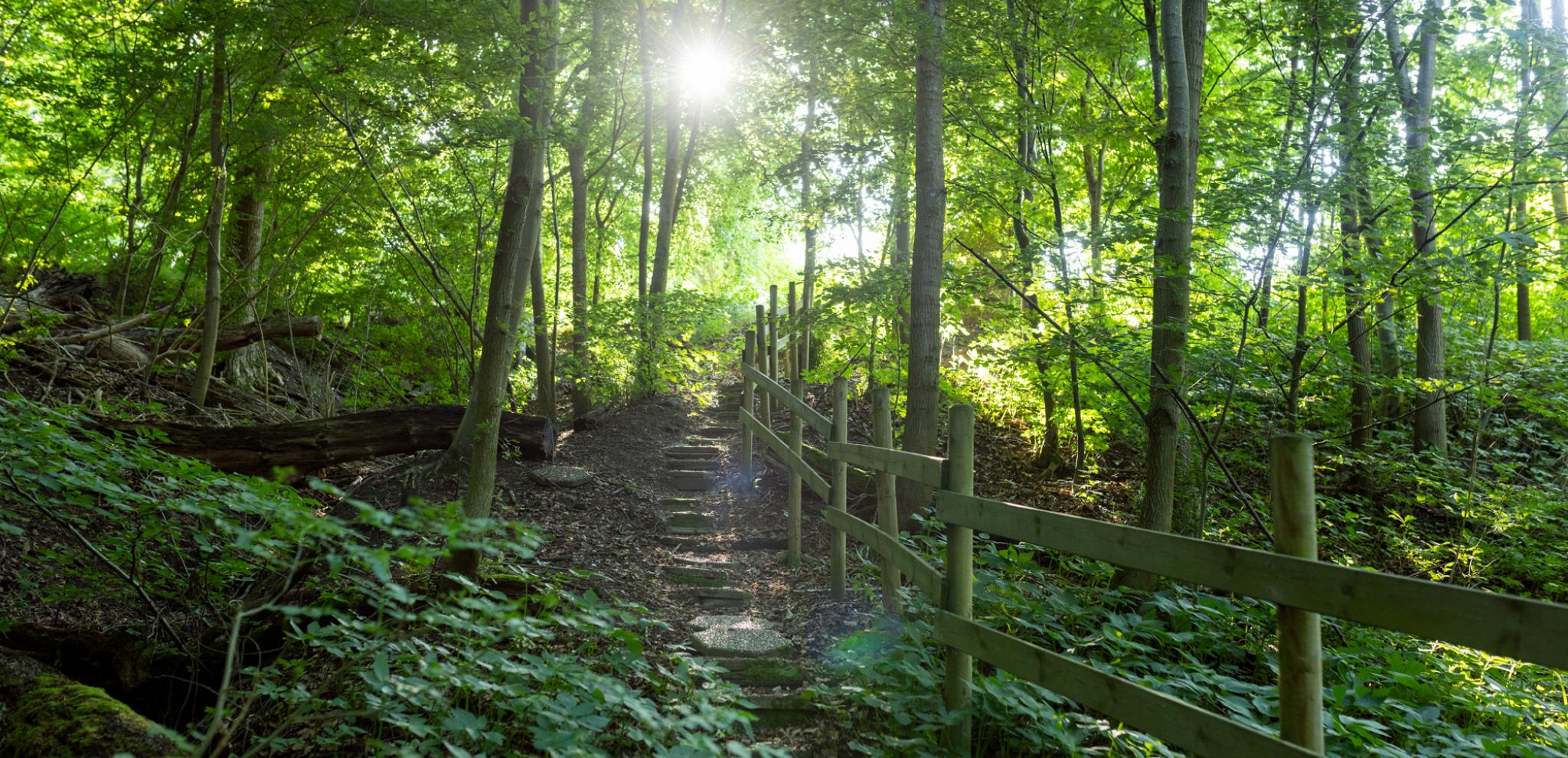 A forest filled with lots of green trees and a stream