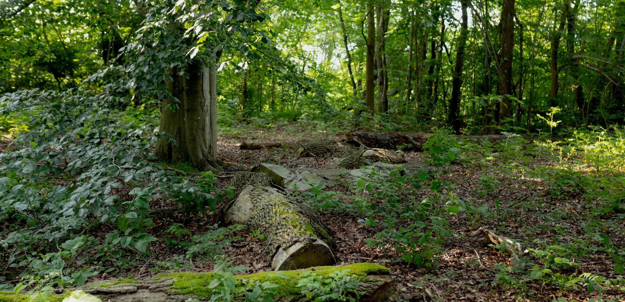 A forest filled with lots of green trees