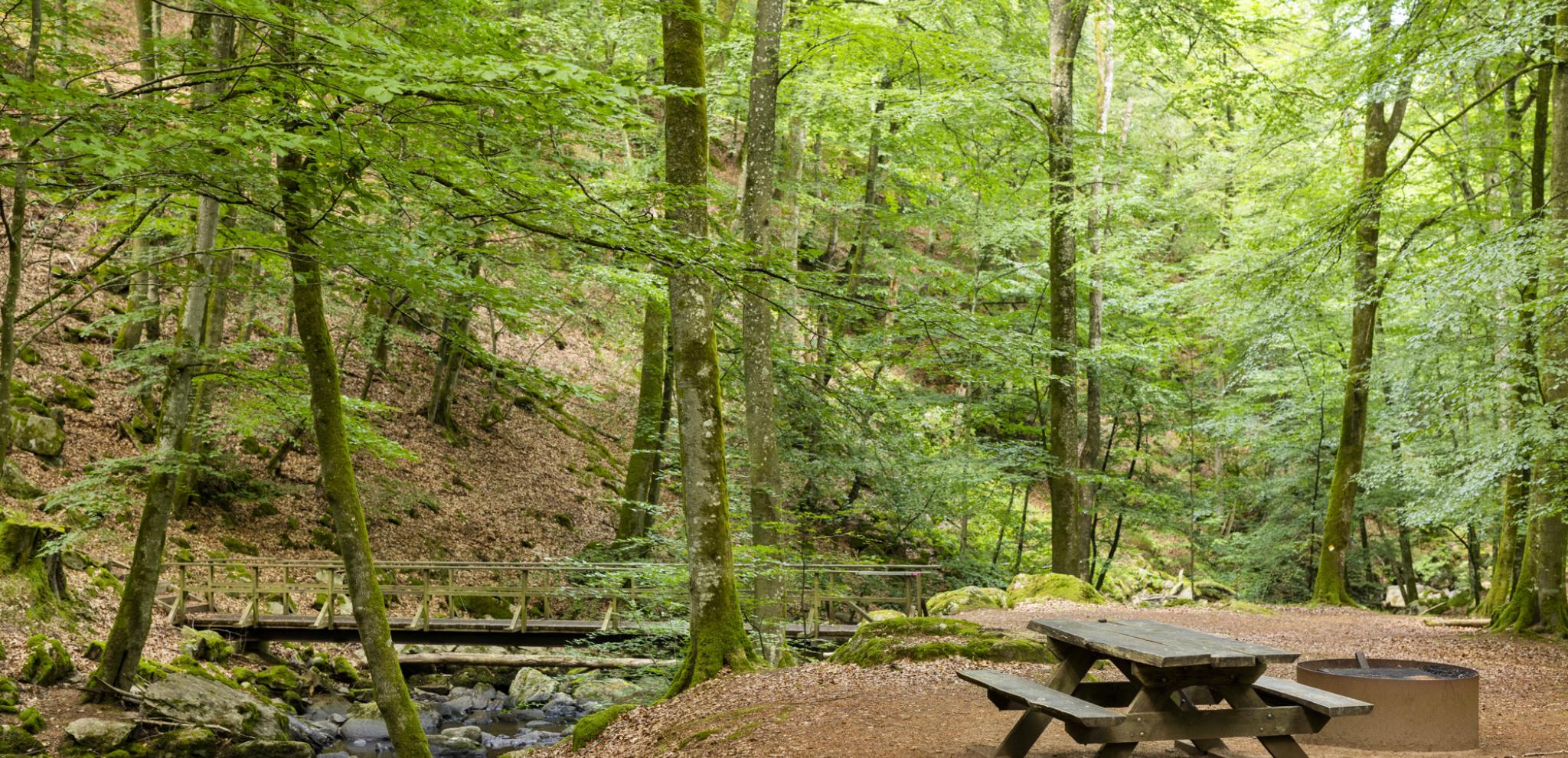 A picnic table by stream in the middle of a forest