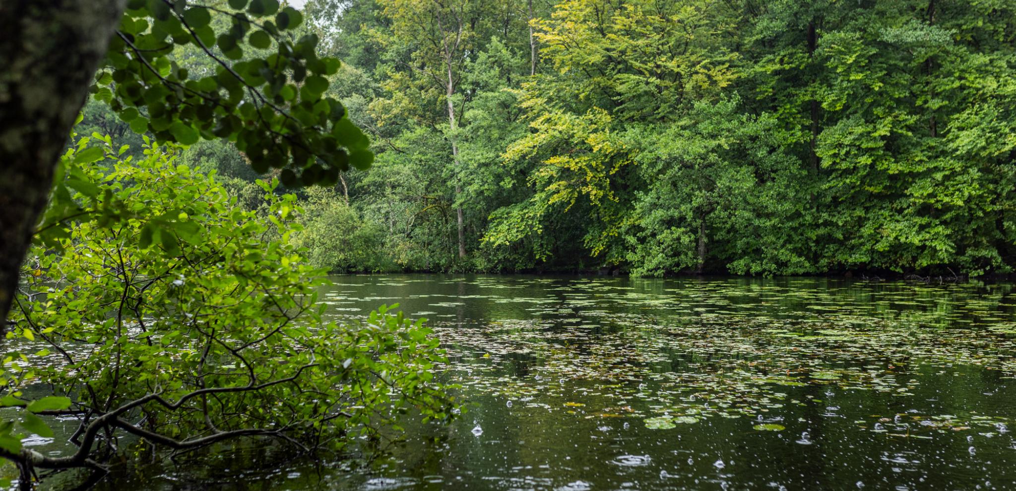 A lake of water surrounded by lots of trees