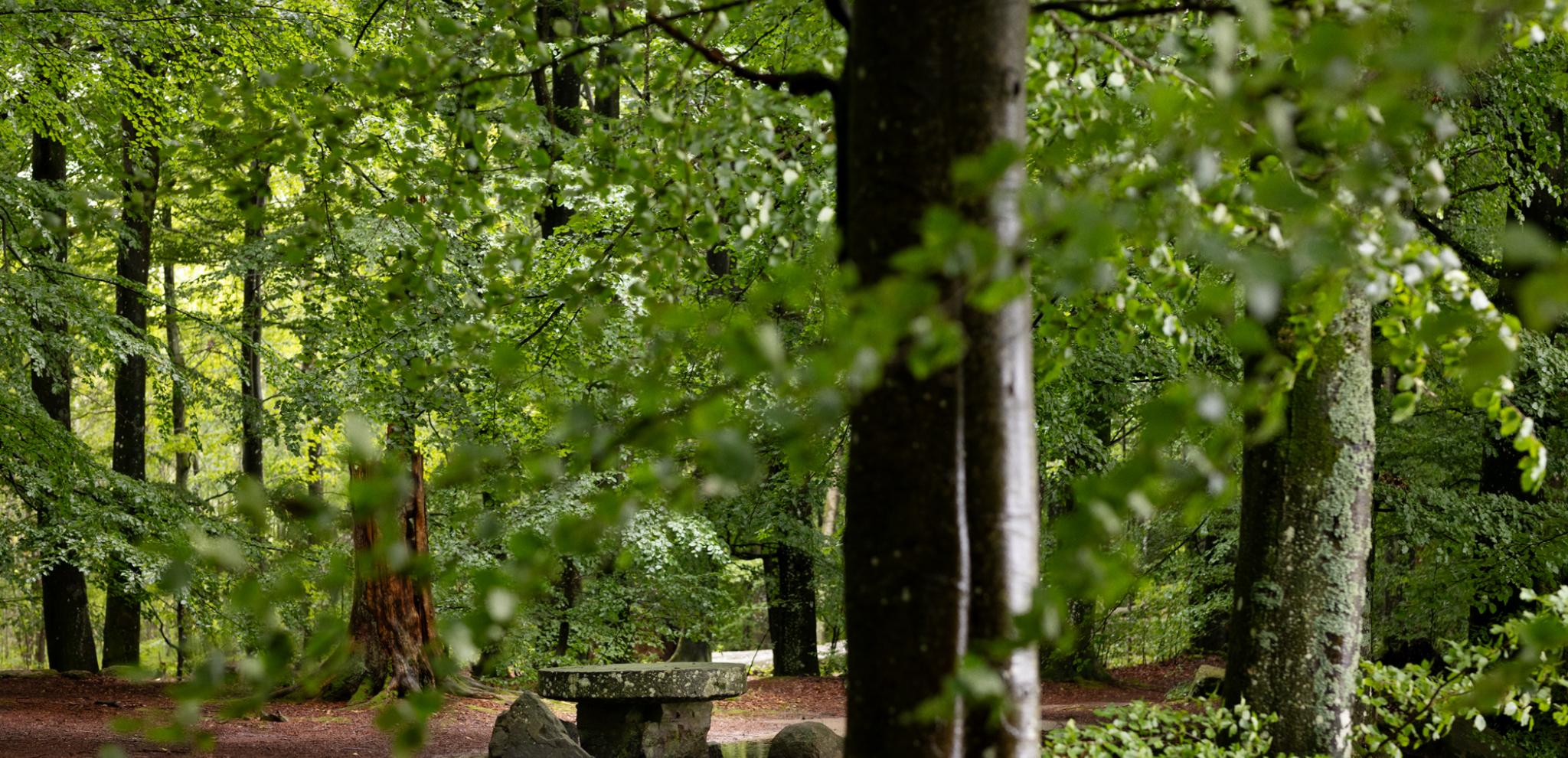 A bench in the middle of a wooded area