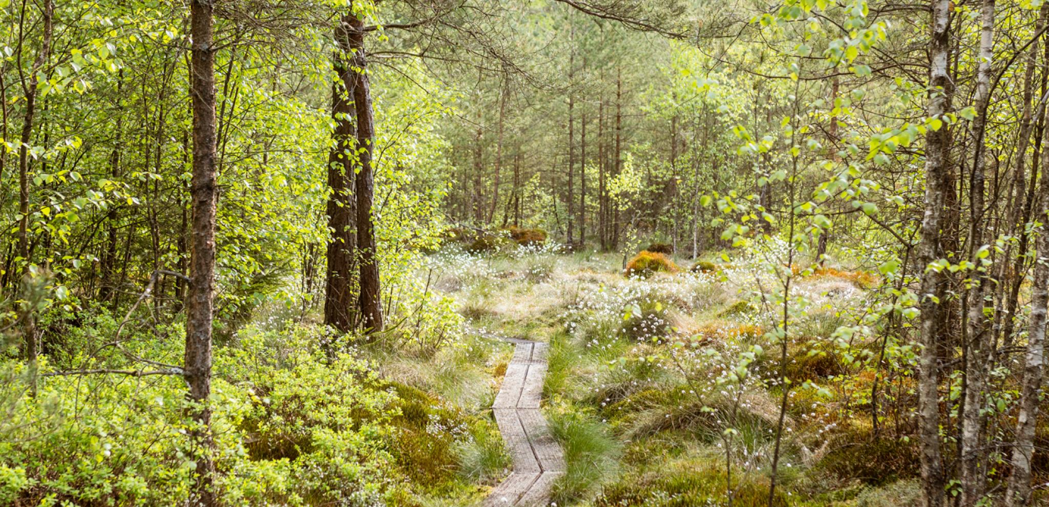 A wooden path through a lush green forest.