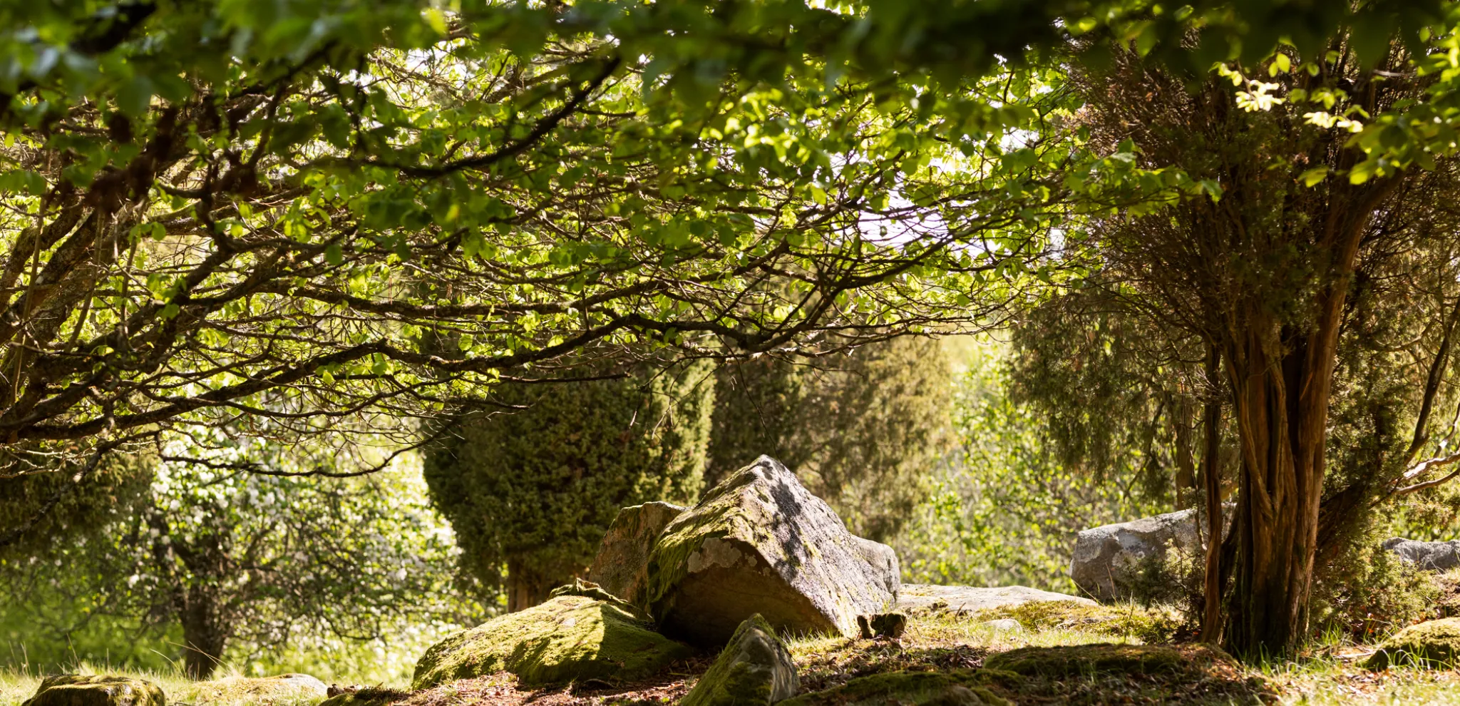 Rocks and trees at Dörröds fälad