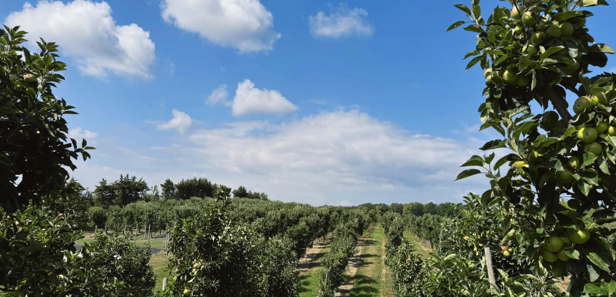 Apple fields