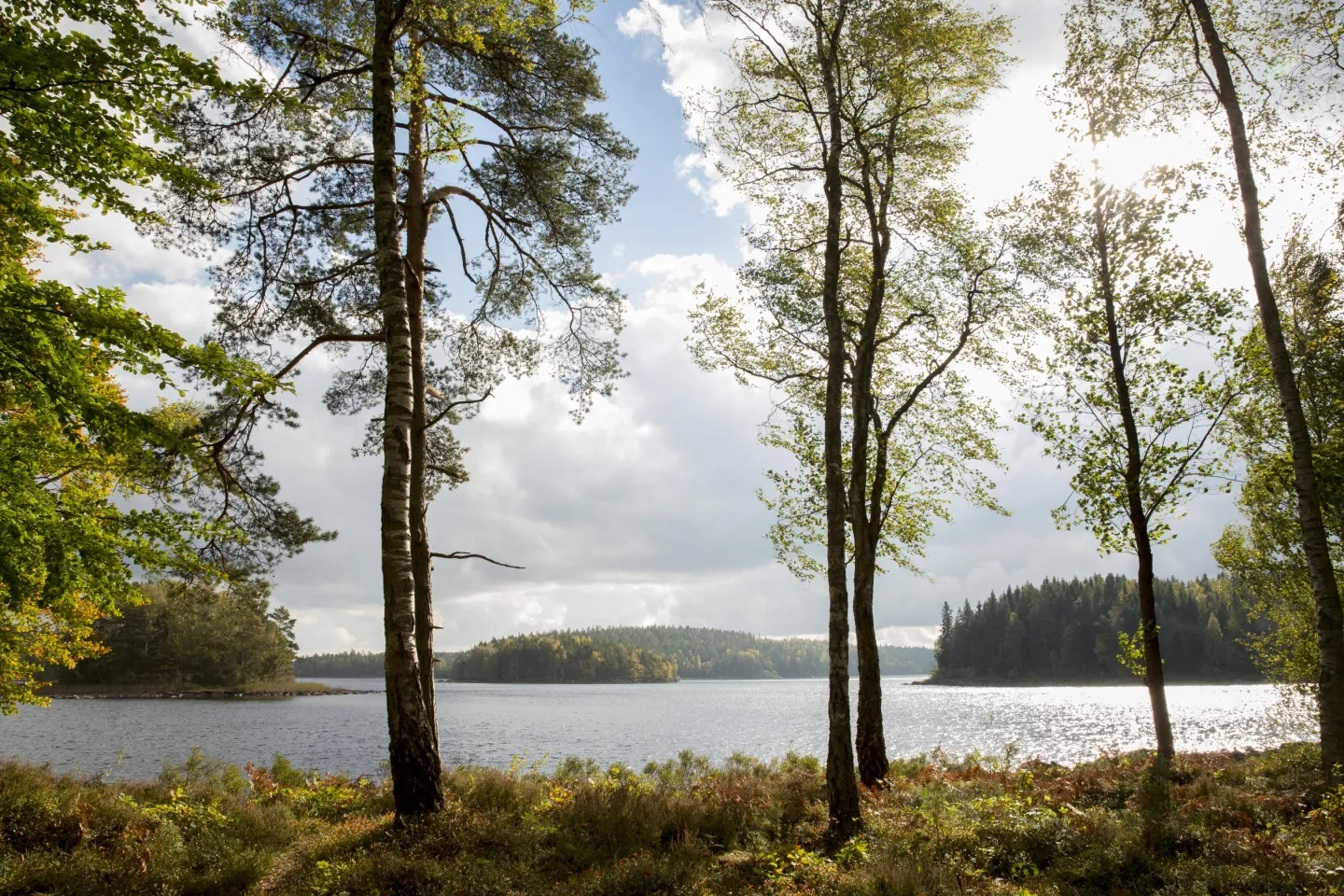 Sjön Immeln genom en skog av björkträd