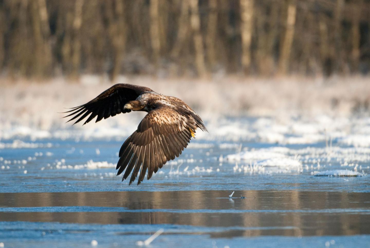 Flying Eagle at Vattenriket Kristianstad, Skåne