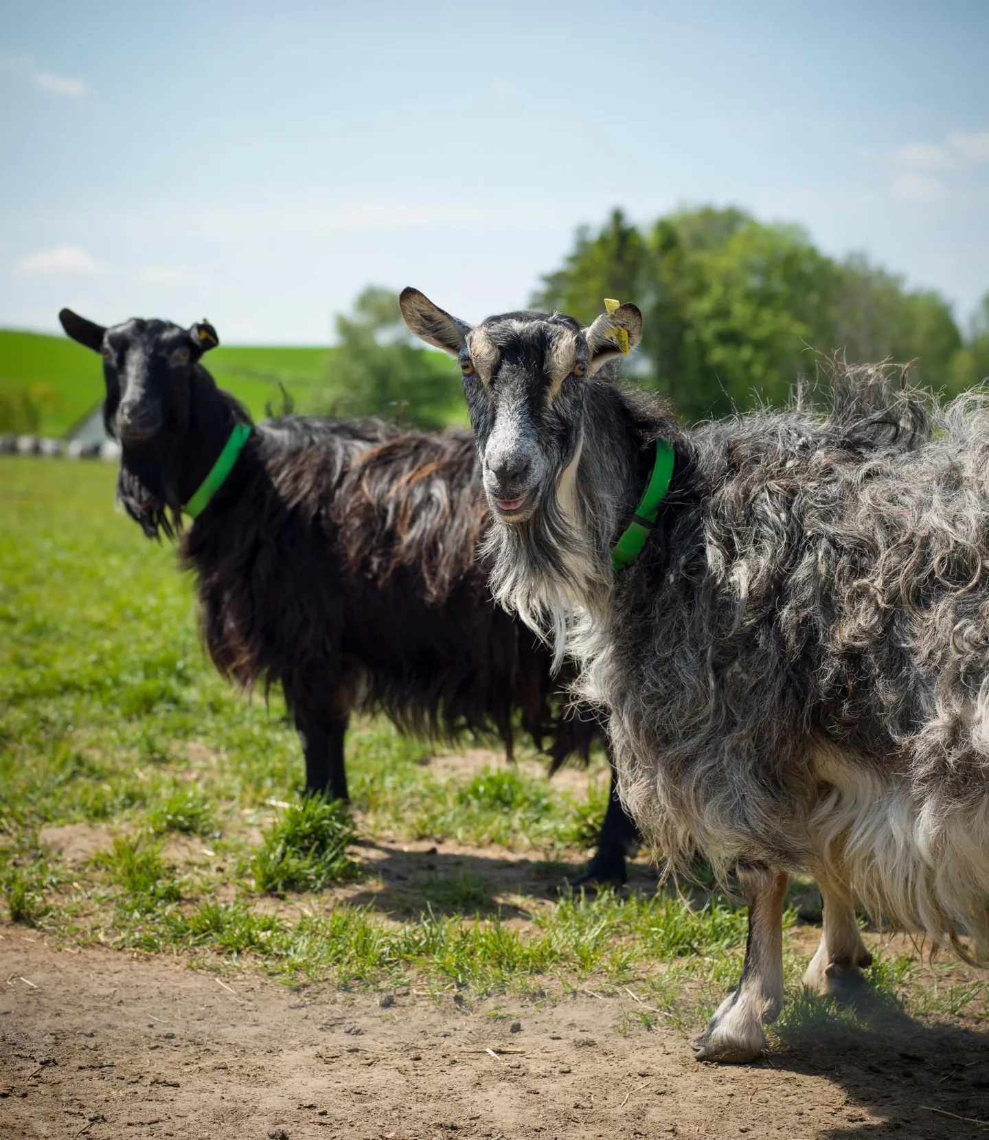 Goats