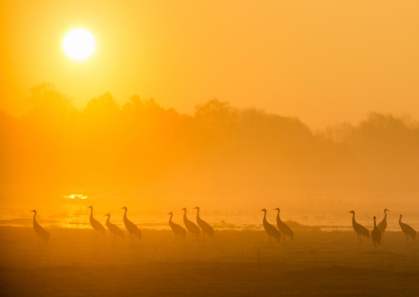 Tranor vid solnedgång
