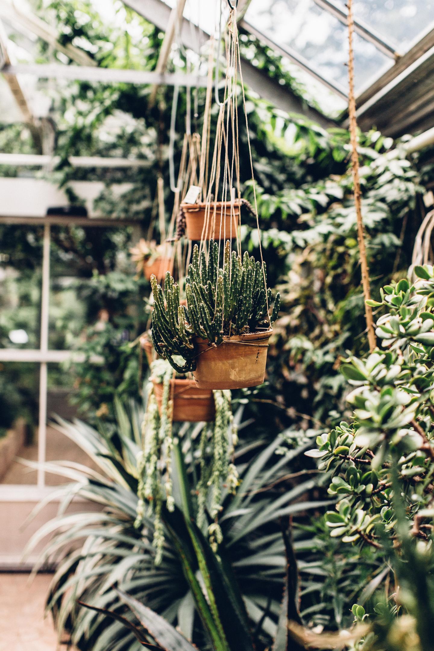 Botanical garden with hanging plants