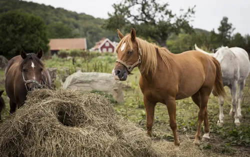 Horses grazing on a farm